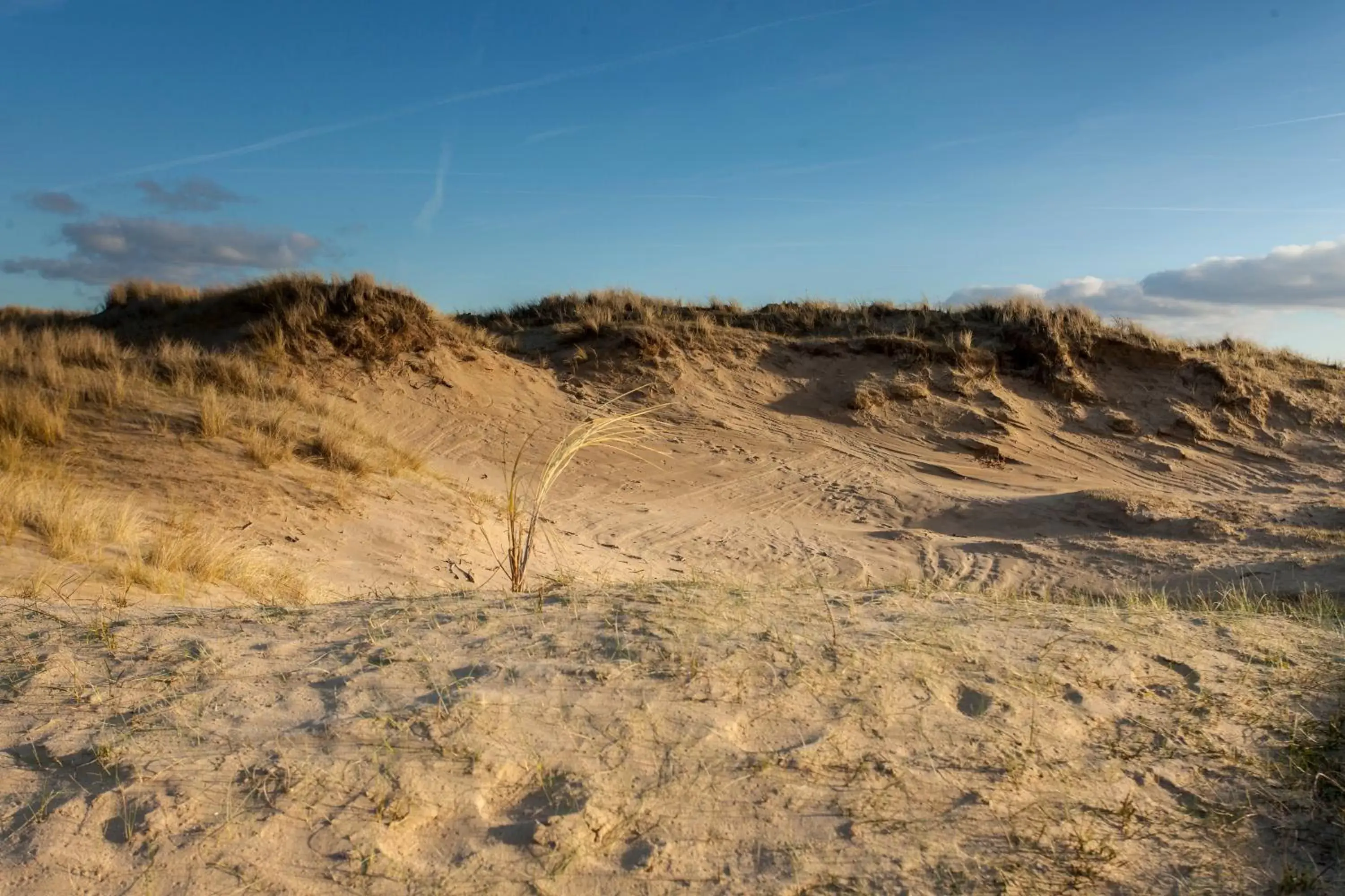 Natural landscape in ibis Styles Haarlem City