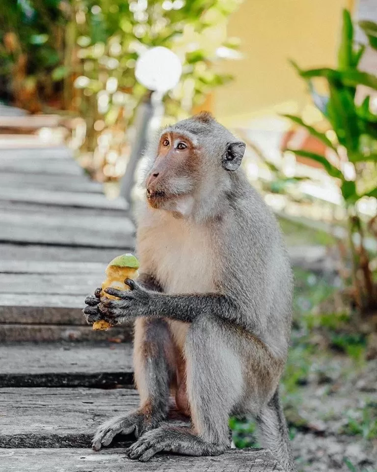 Animals, Other Animals in LITTLE EDEN Bungalows