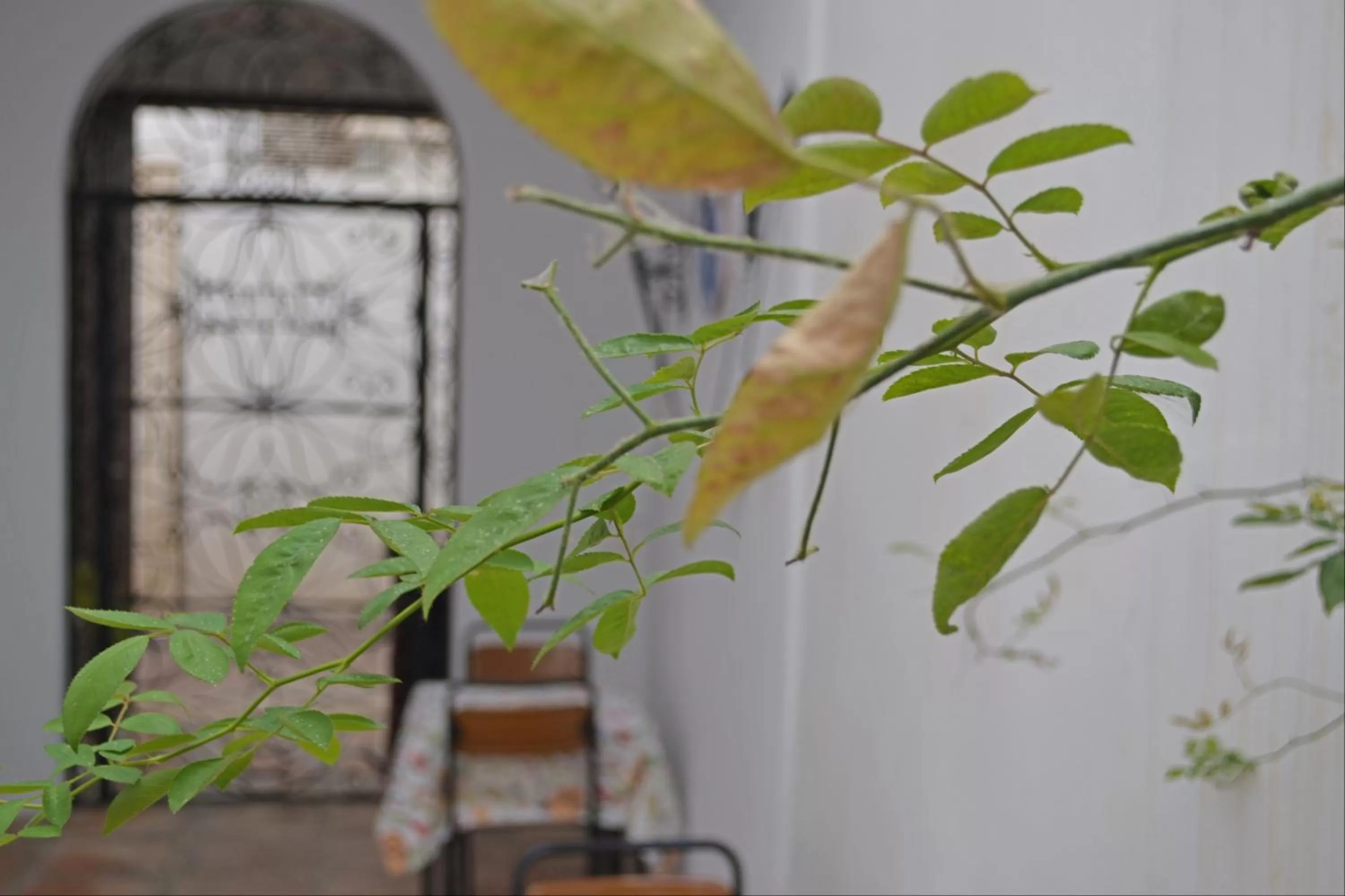 Patio in Hotel Marisa