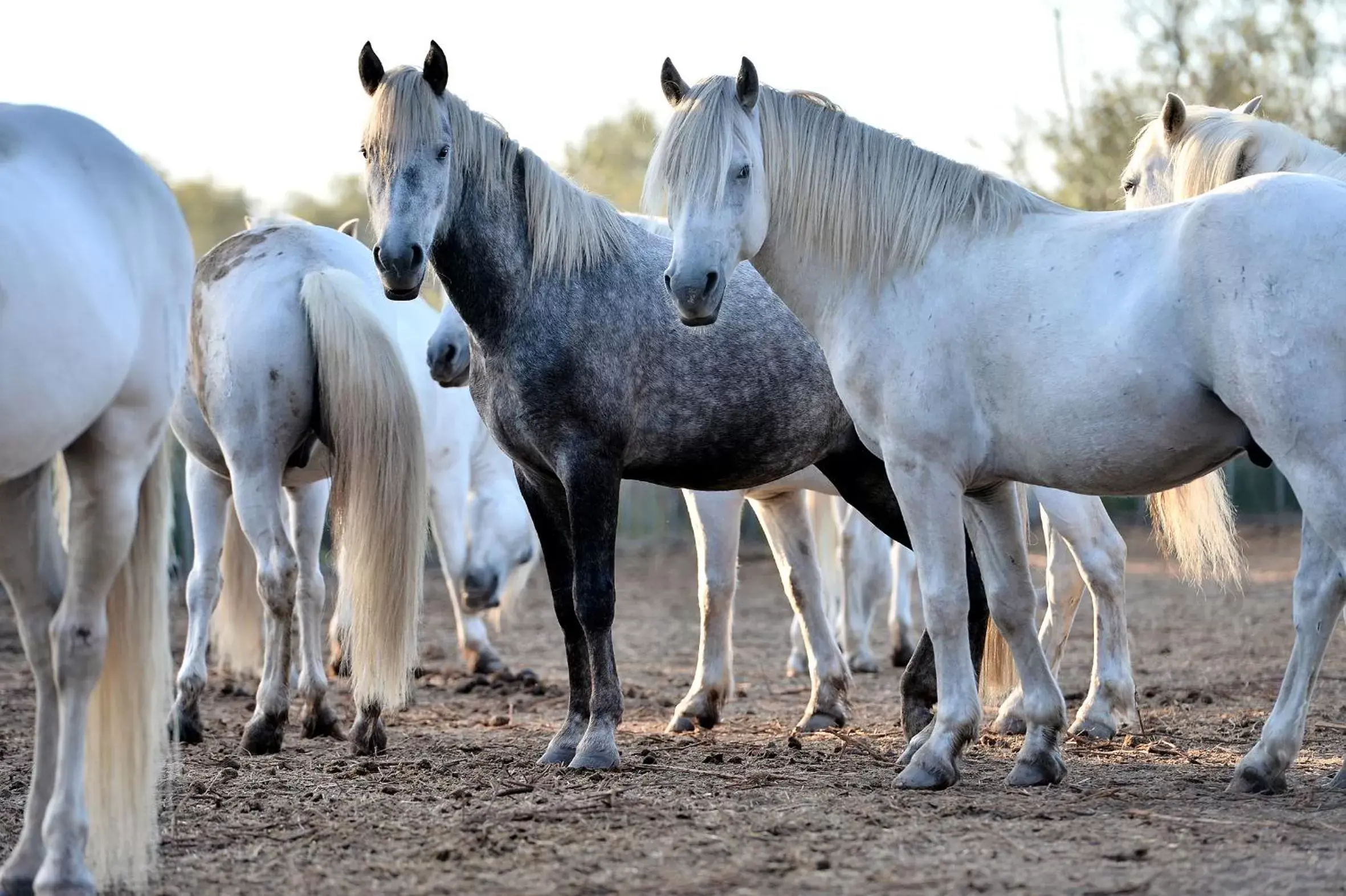 Horse-riding, Other Animals in Mas de la Grenouillère Hôtel et Centre équestre en pleine nature