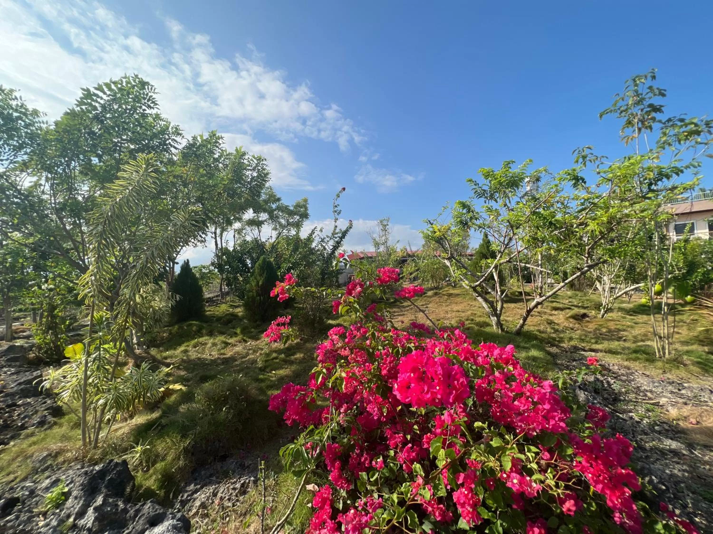 Garden in La Plumerias