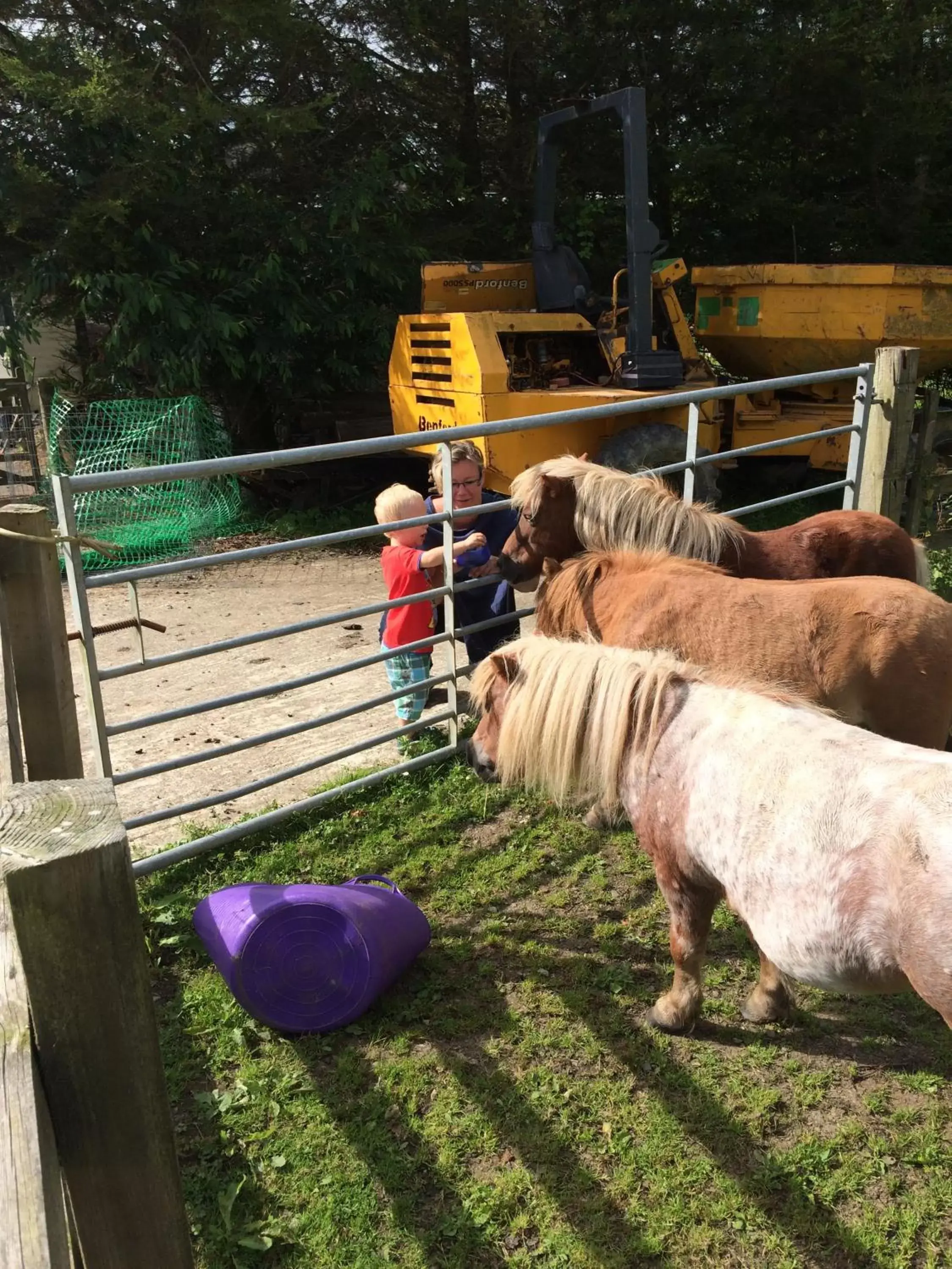 Animals, Children in Barton Gate Farm B&B