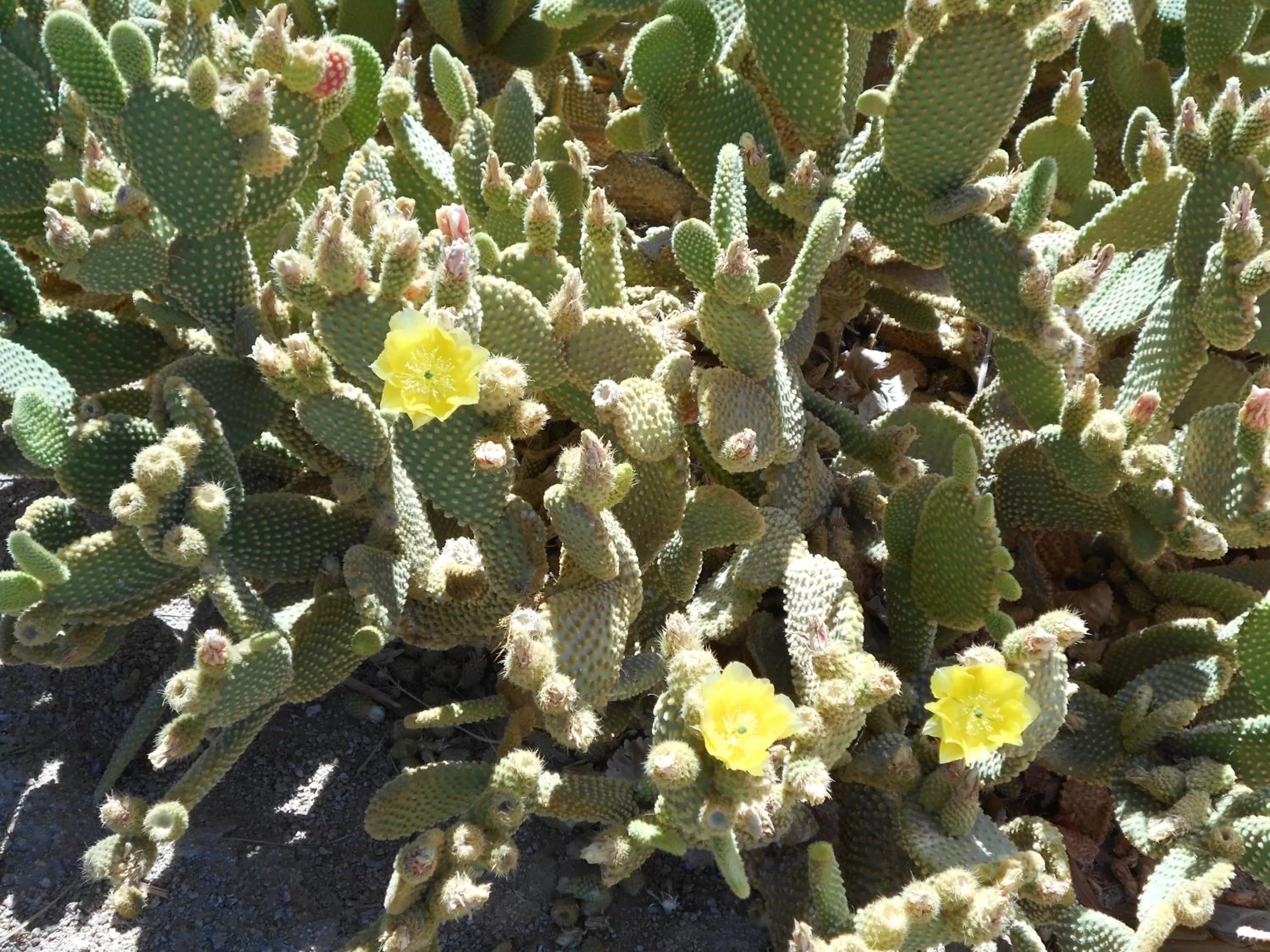 Other, Bird's-eye View in Atomic Inn Beatty Near Death Valley