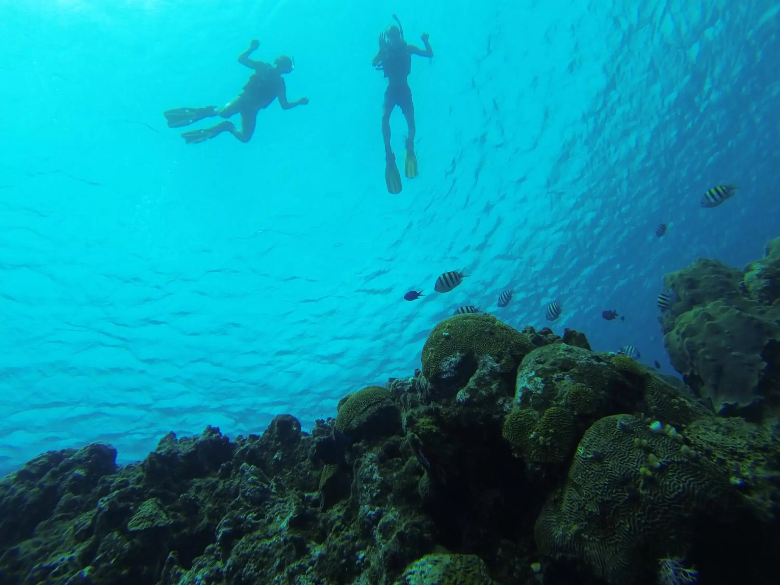 Snorkeling in Coral Blanco Hotel