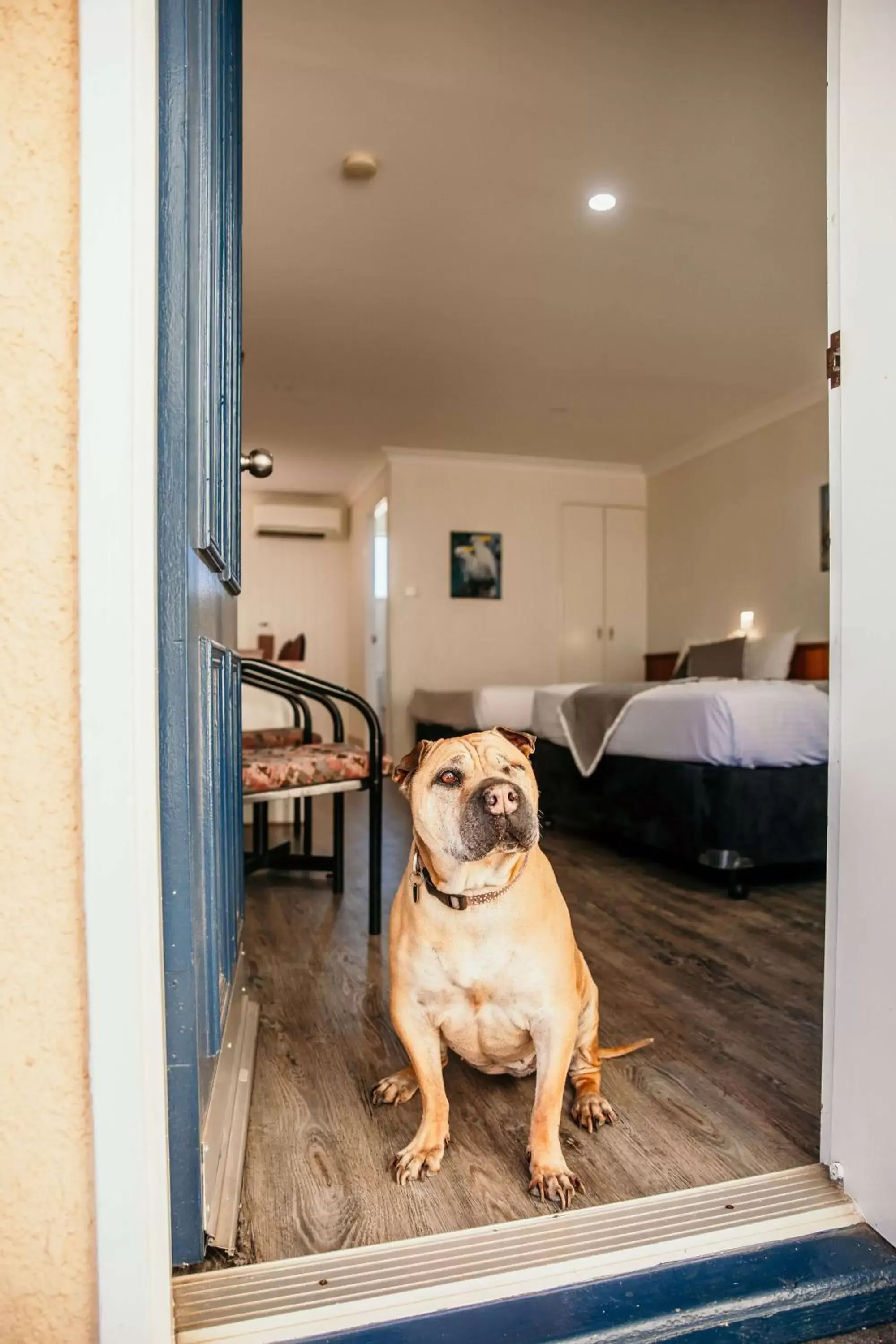 Pet Friendly Twin in Outback Motel Mt Isa Pet Friendly Twin in Outback Motel Mt Isa