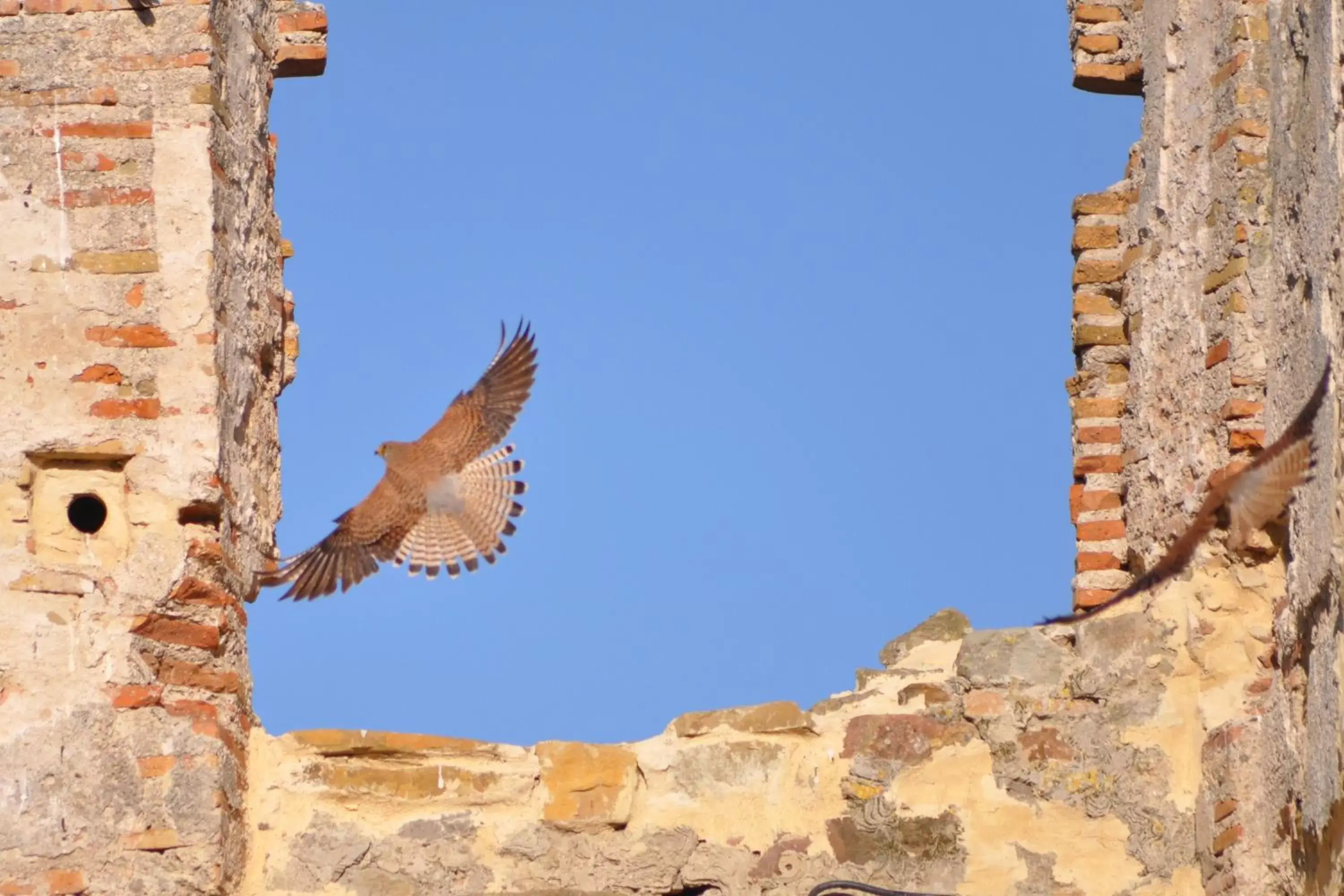 Other, Other Animals in Convento Tarifa