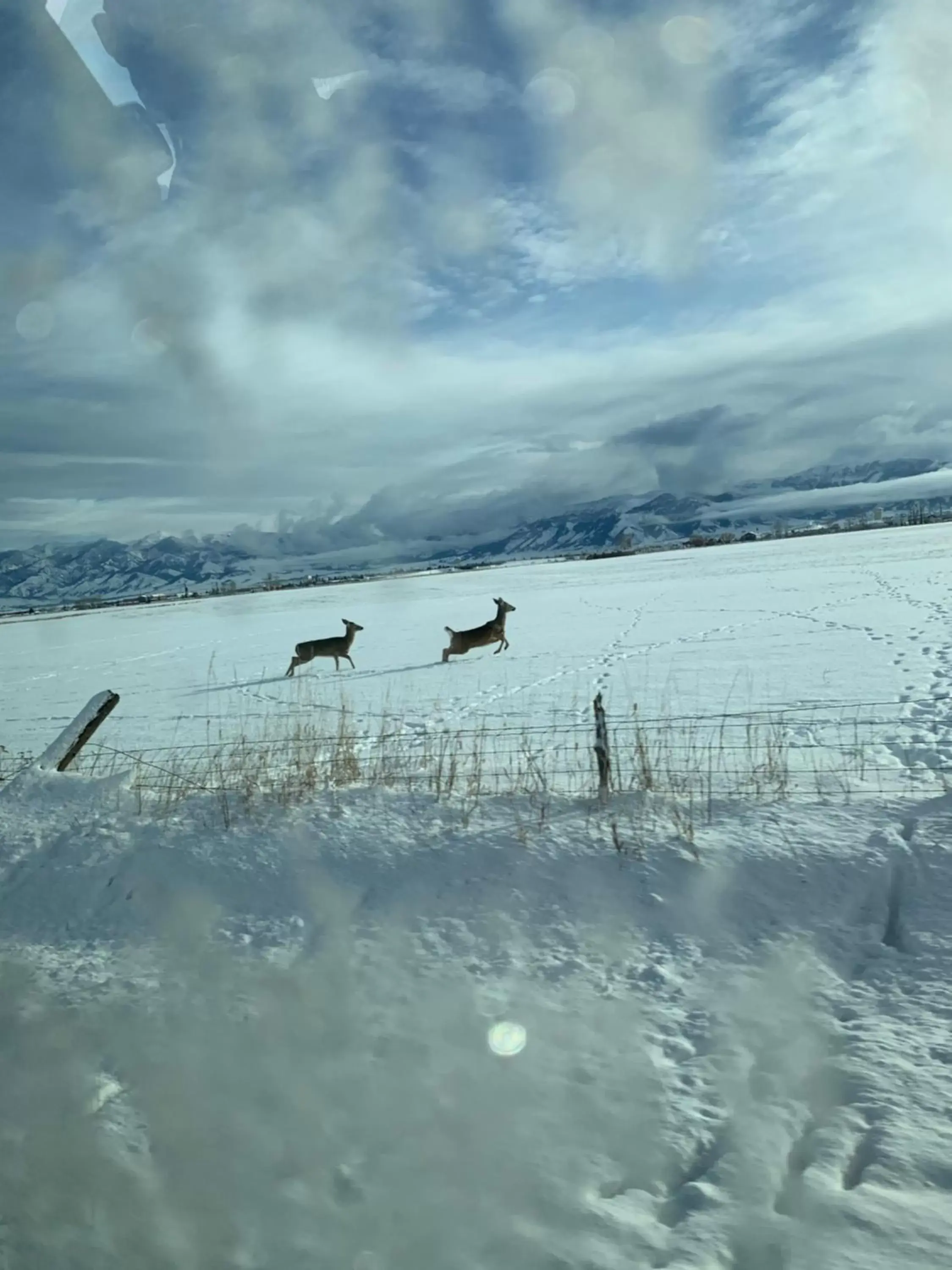 Animals, Winter in Fox Hollow Inn