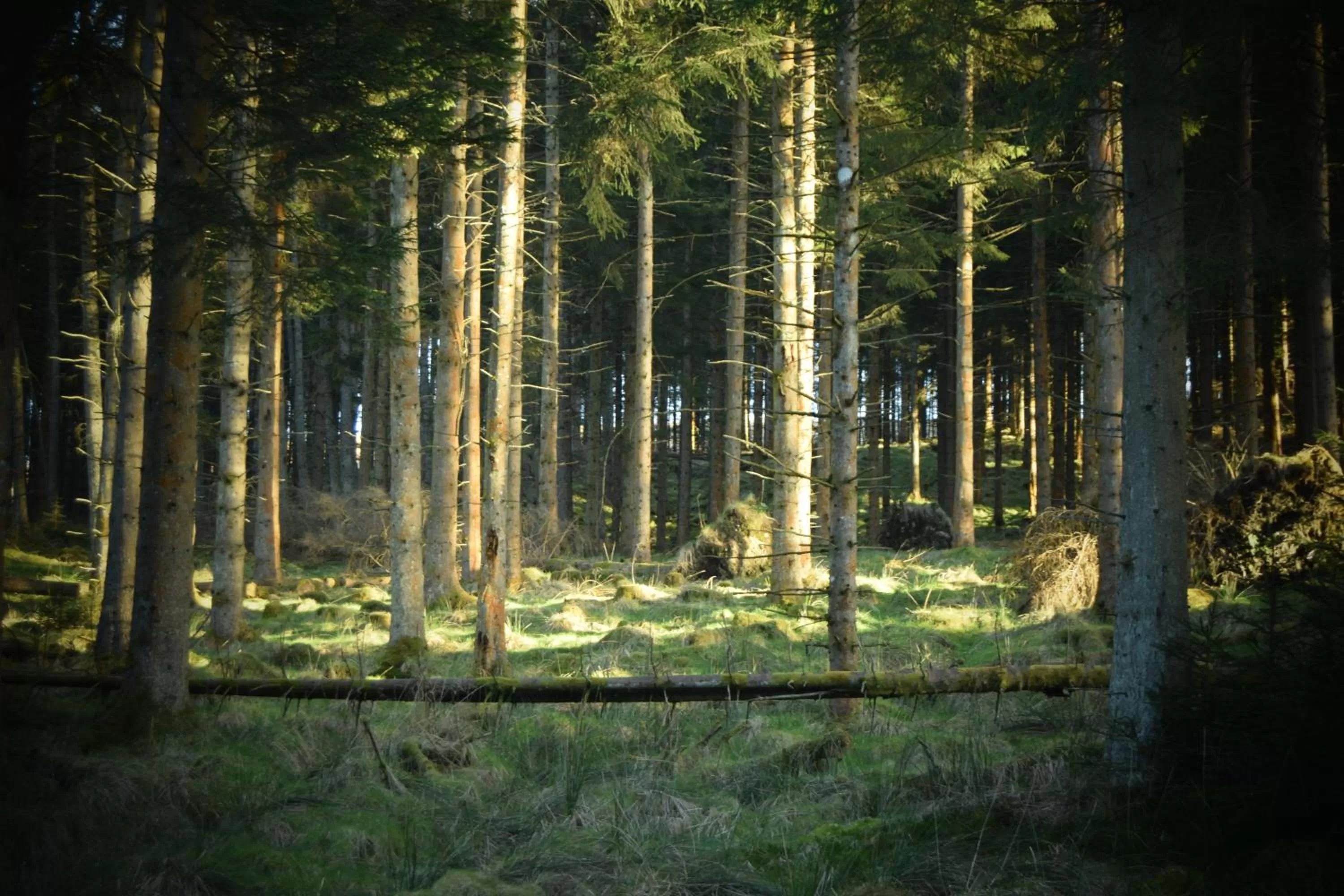 Activities in Bridge of Cally Hotel