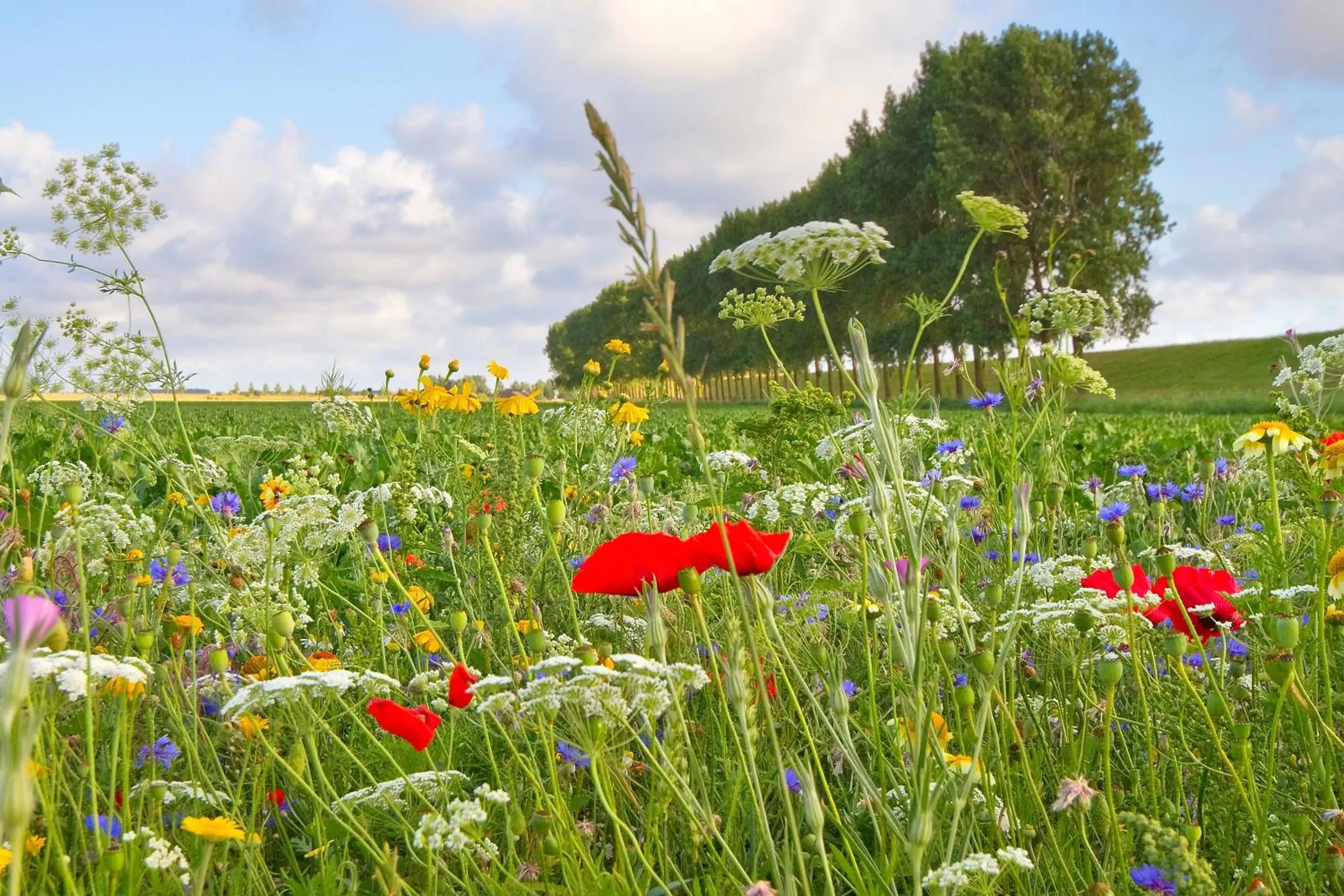 Natural landscape in Hotel Mijdrecht Marickenland