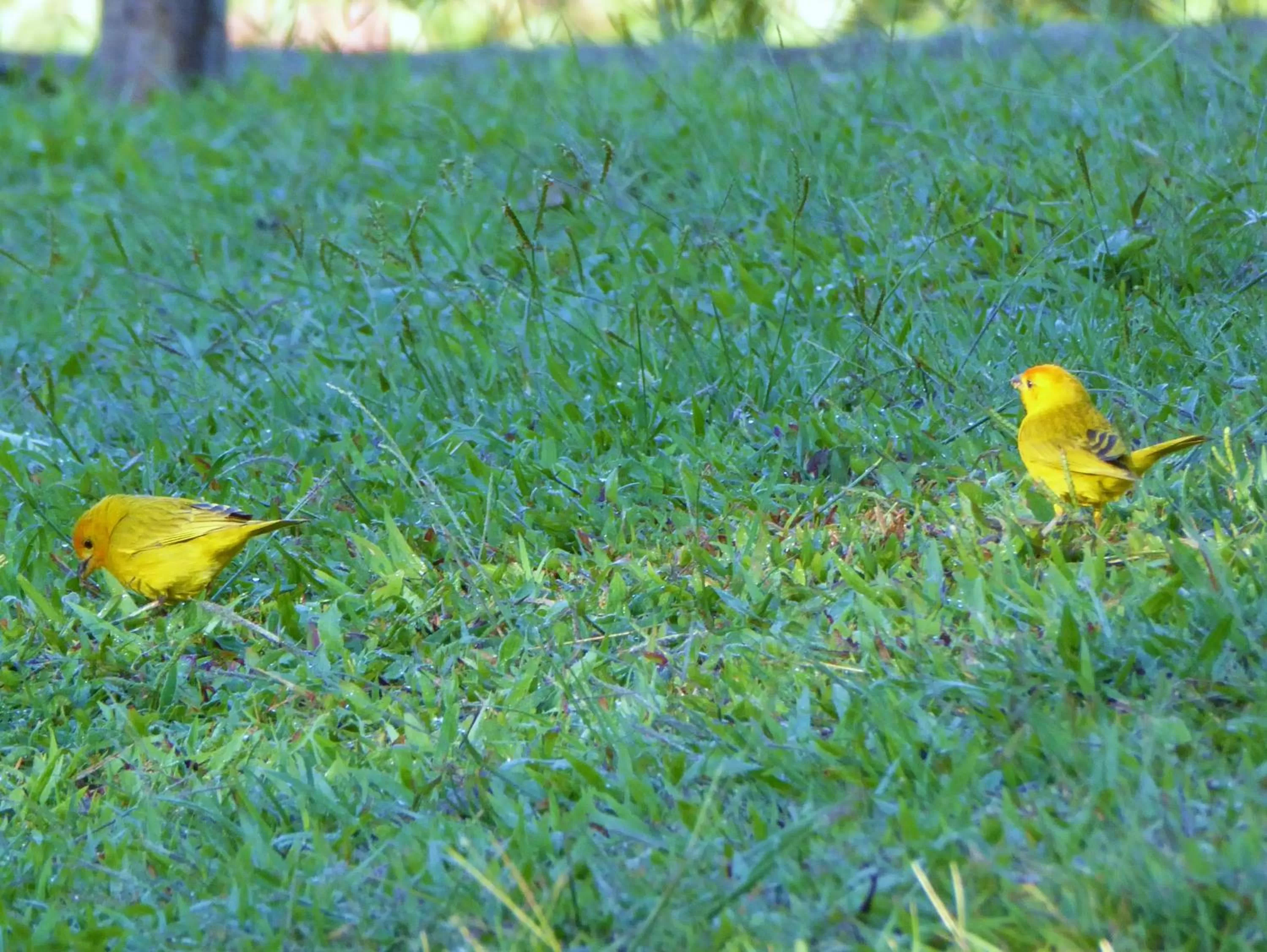 Garden in Finca El Cielo