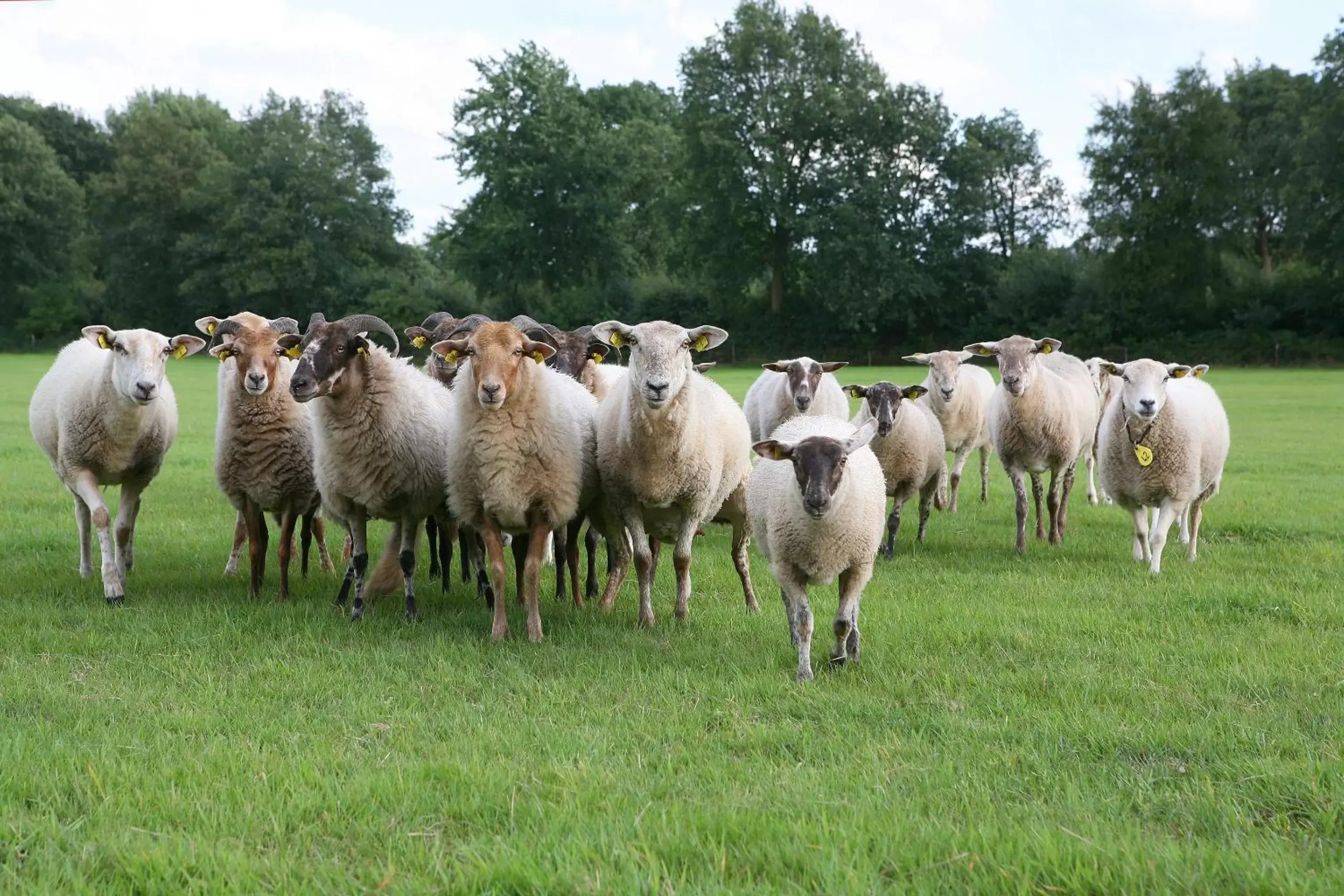 Day, Other Animals in Landhotel Diever