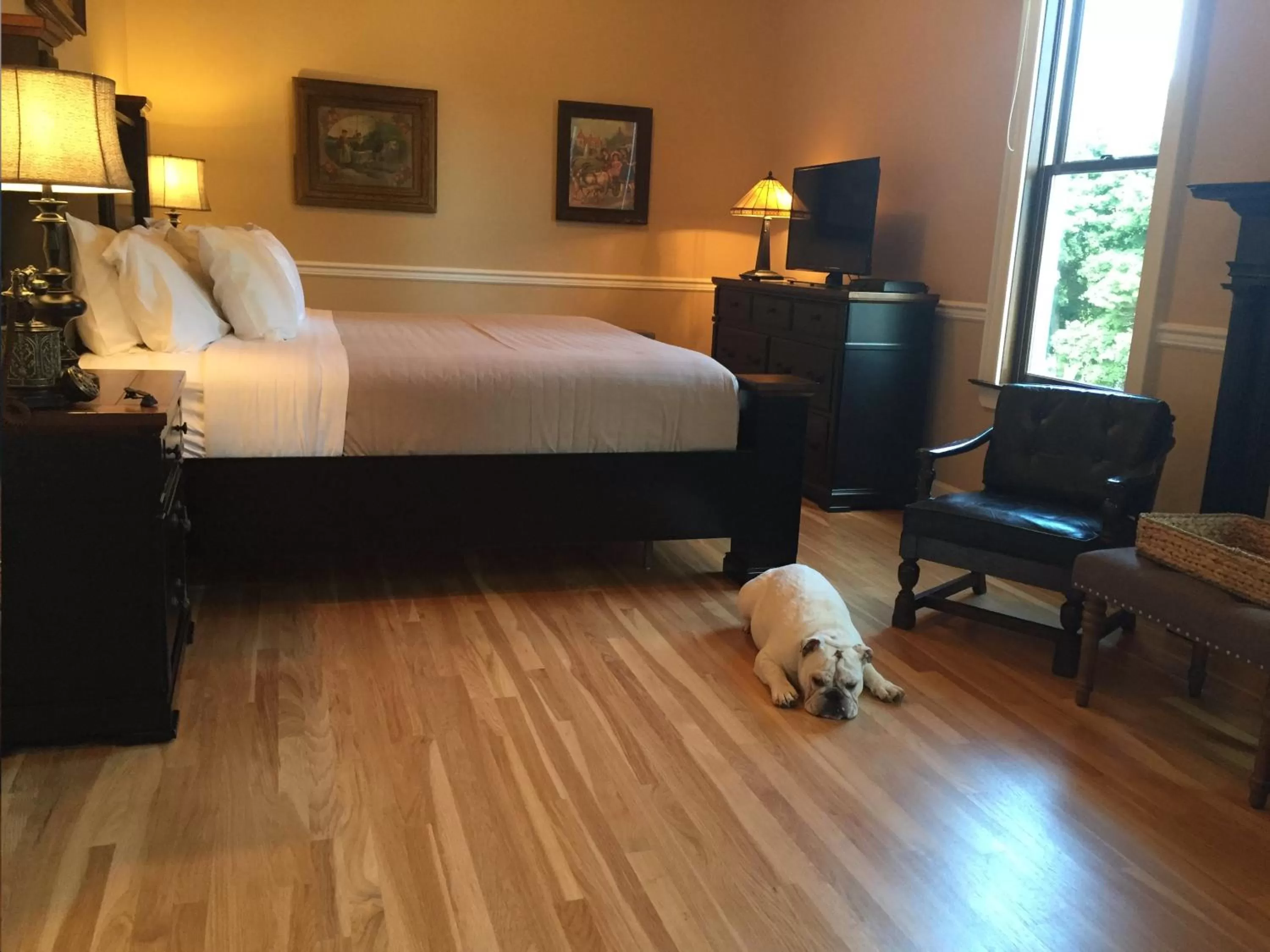 Pets, Bed in Steele Mansion Inn & Gathering Hub
