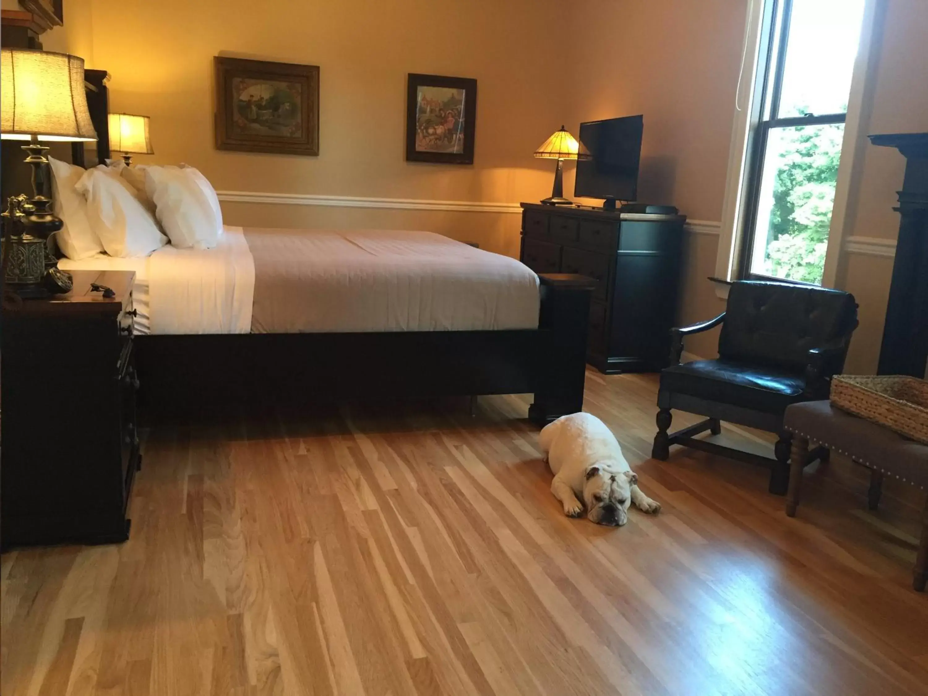 Pets, Room Photo in Steele Mansion Inn & Gathering Hub