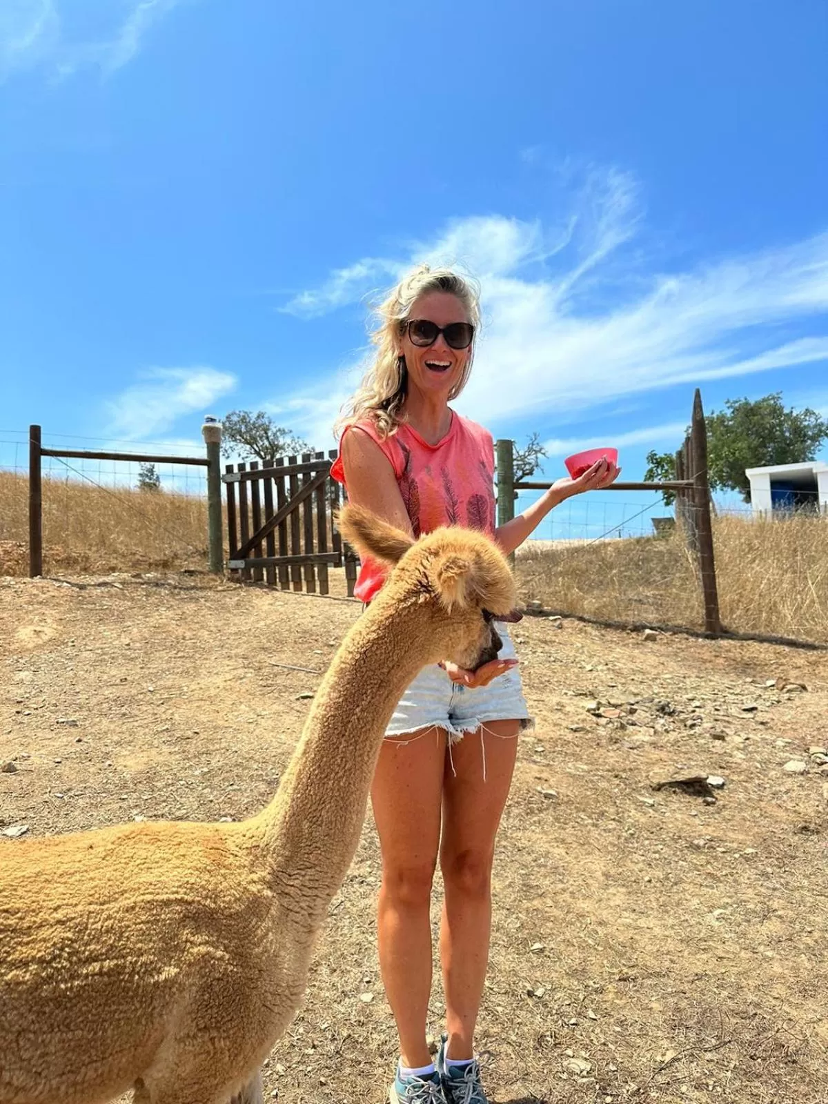 Day in Luxury room at Mama-Adama Alpaca Farm