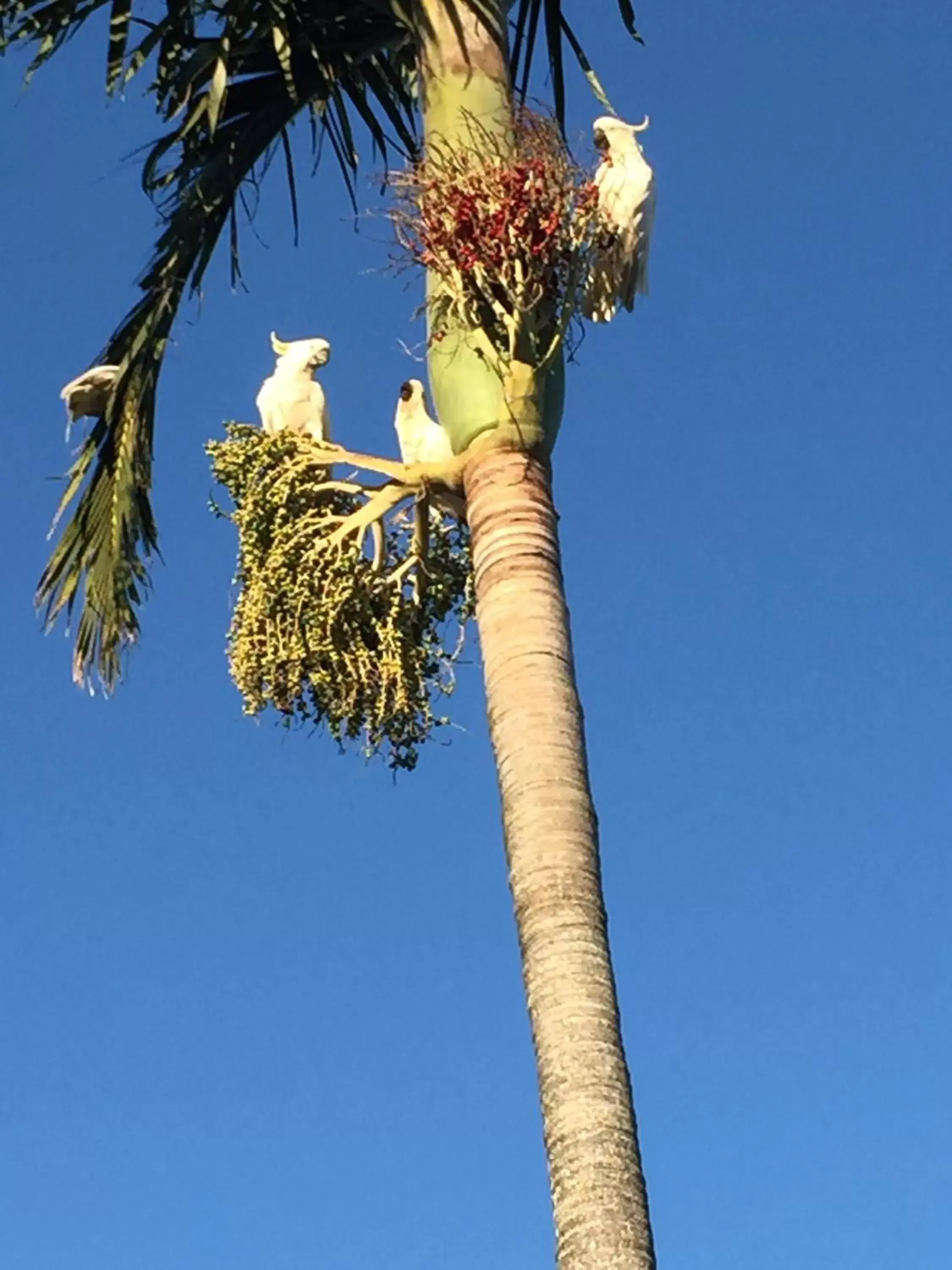 Garden, Other Animals in Coral Inn Boutique Resort