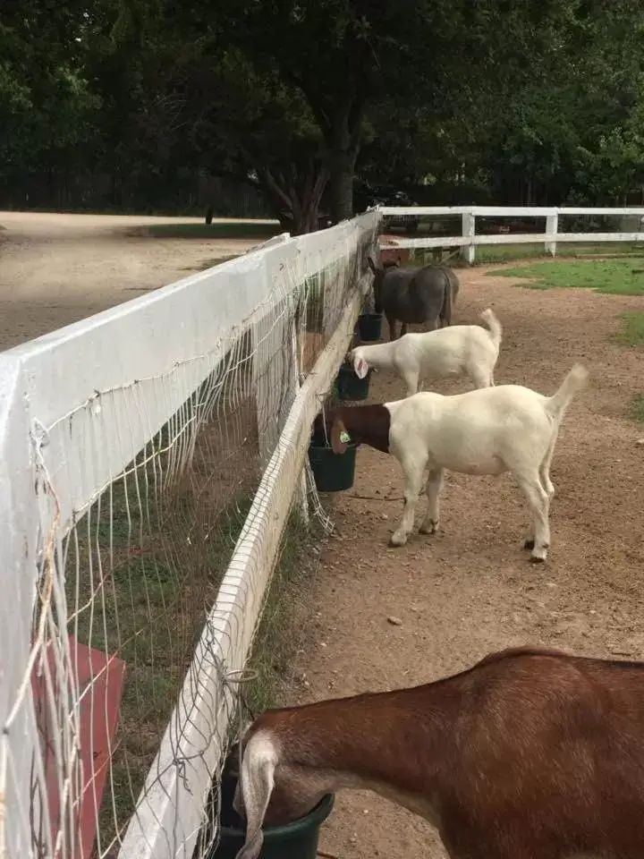 Pets in Country Woods Inn