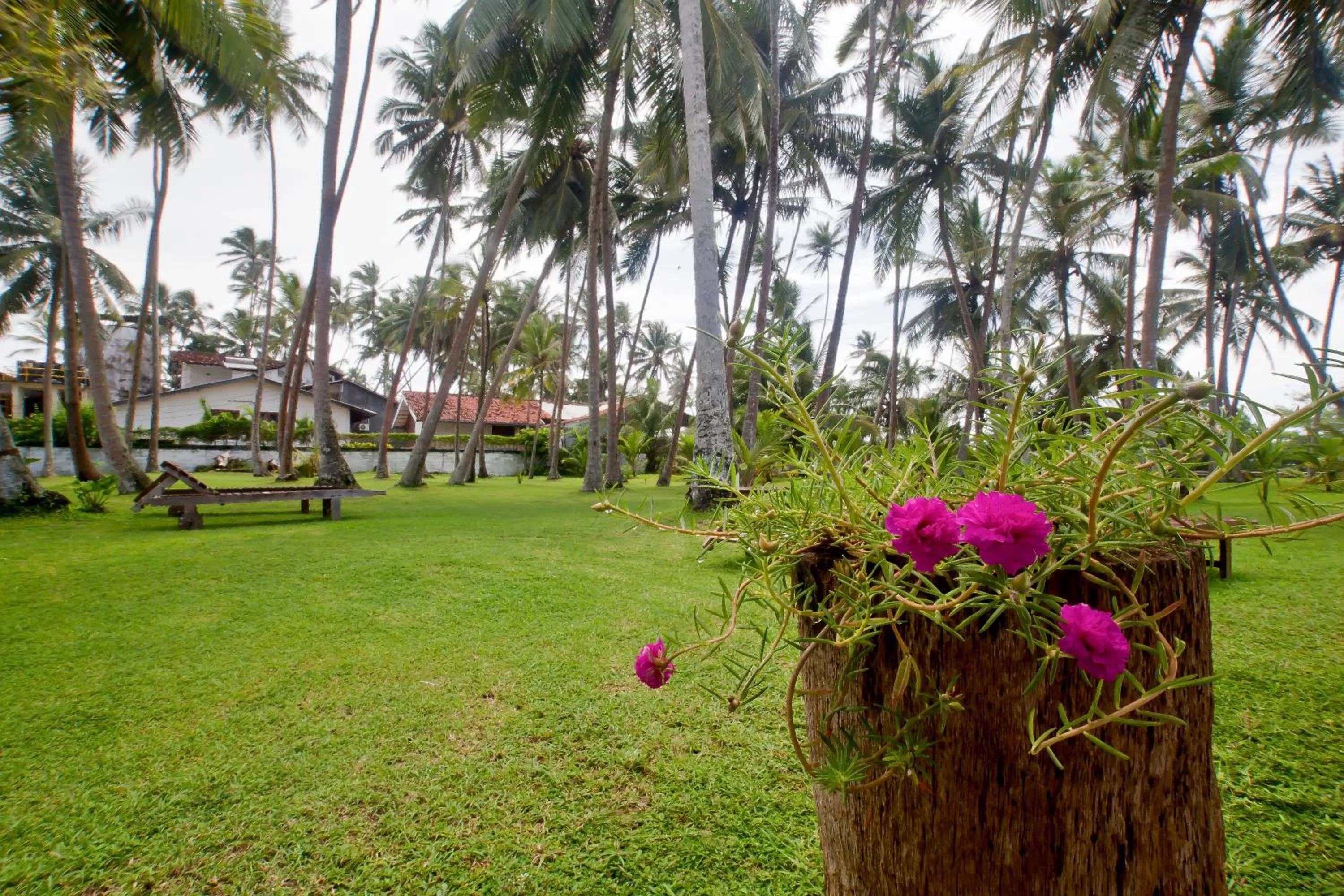Garden in Chitra Ayurveda