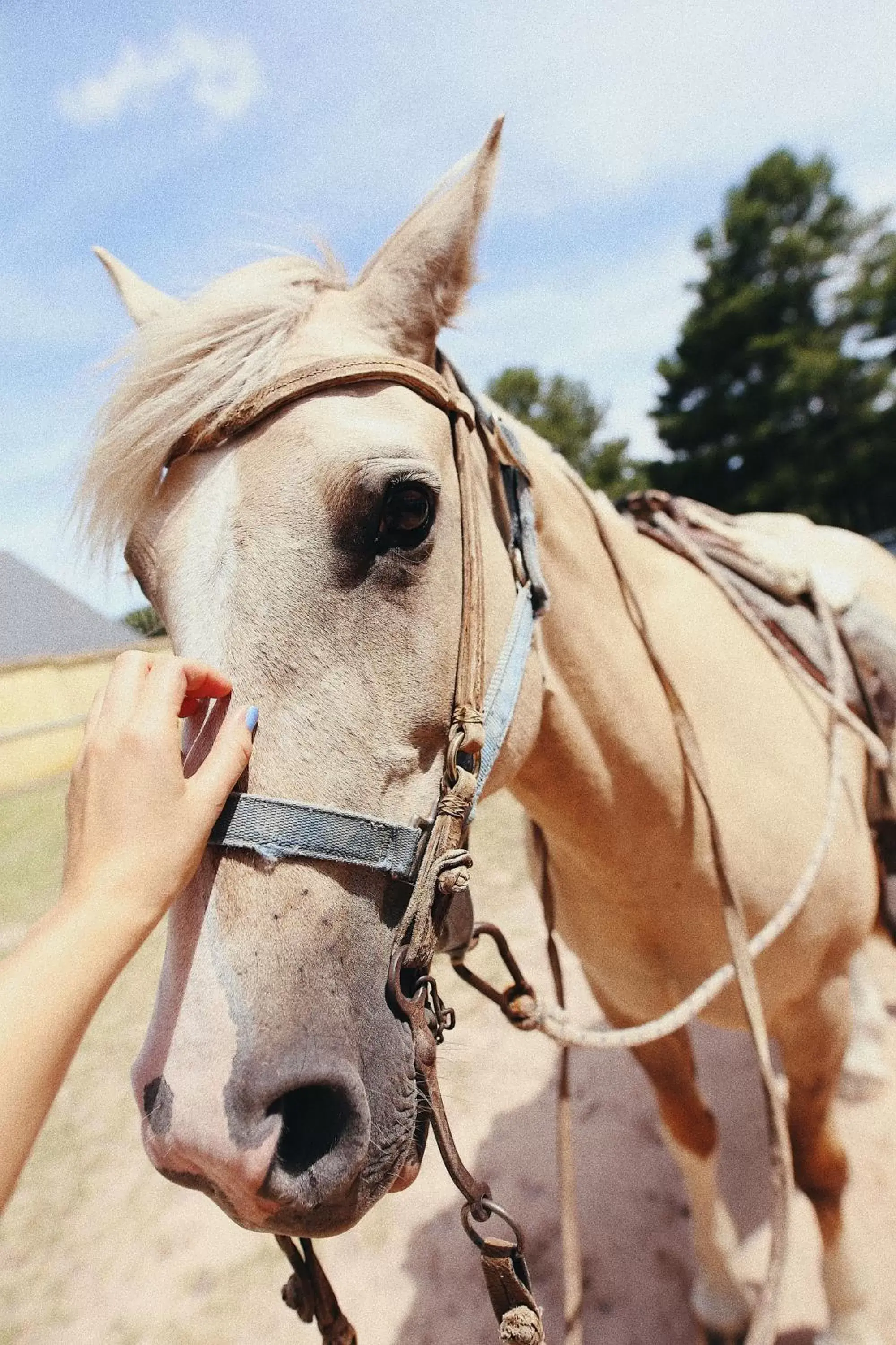 Horse-riding, Other Animals in Narbona Wine Lodge