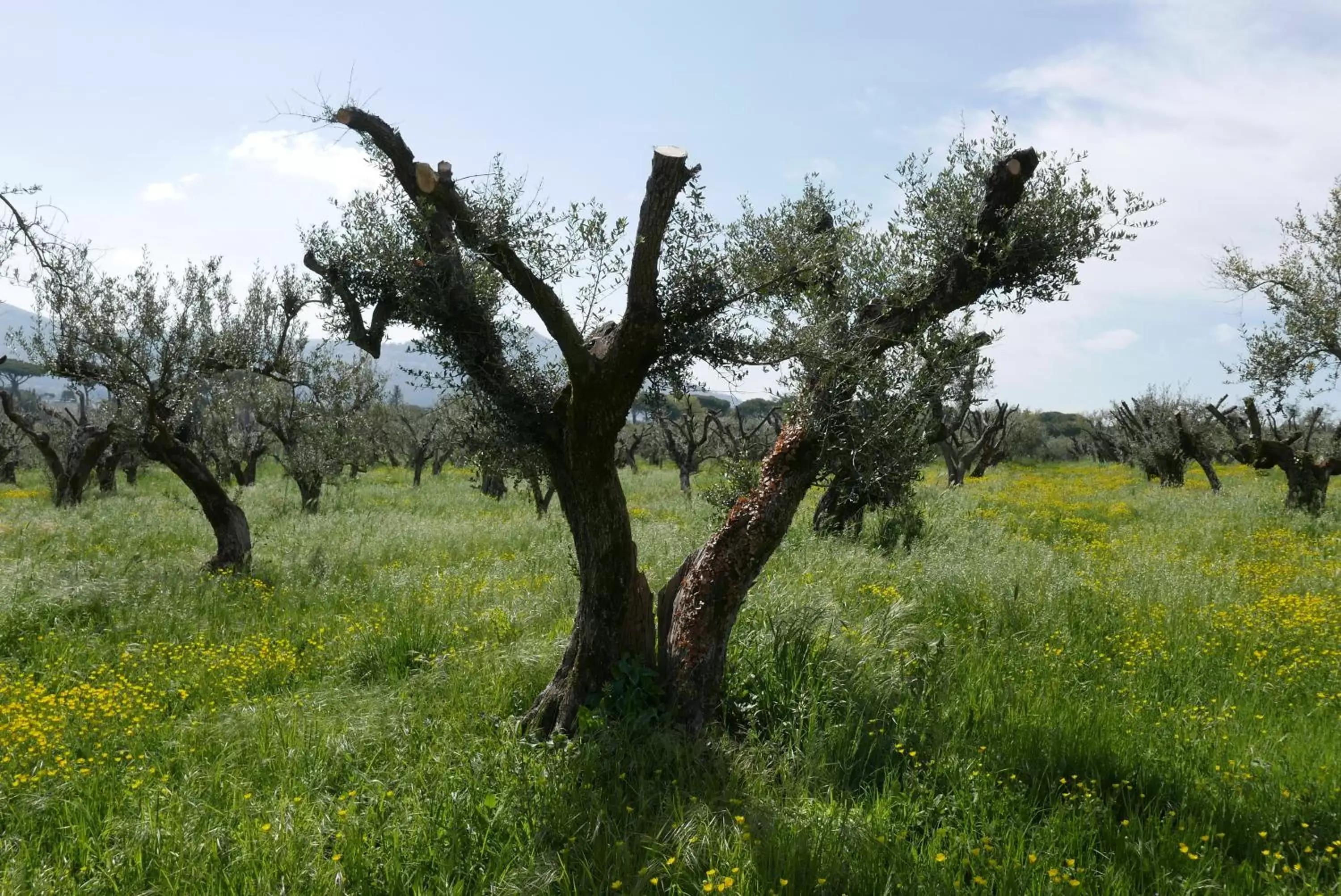 Natural landscape in Villa Cavalletti Appartamenti