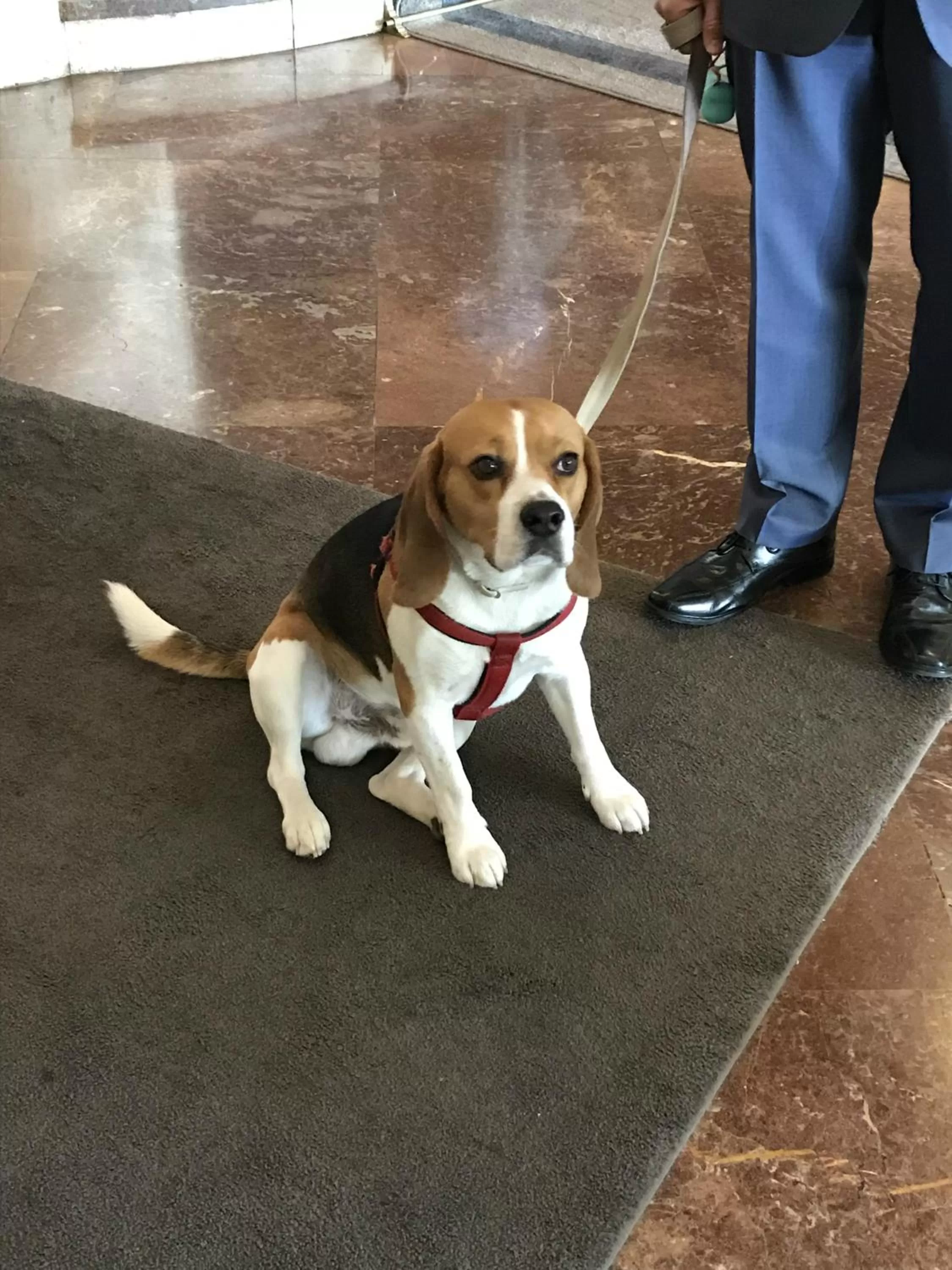 Pets in Hotel Tres Reyes Pamplona