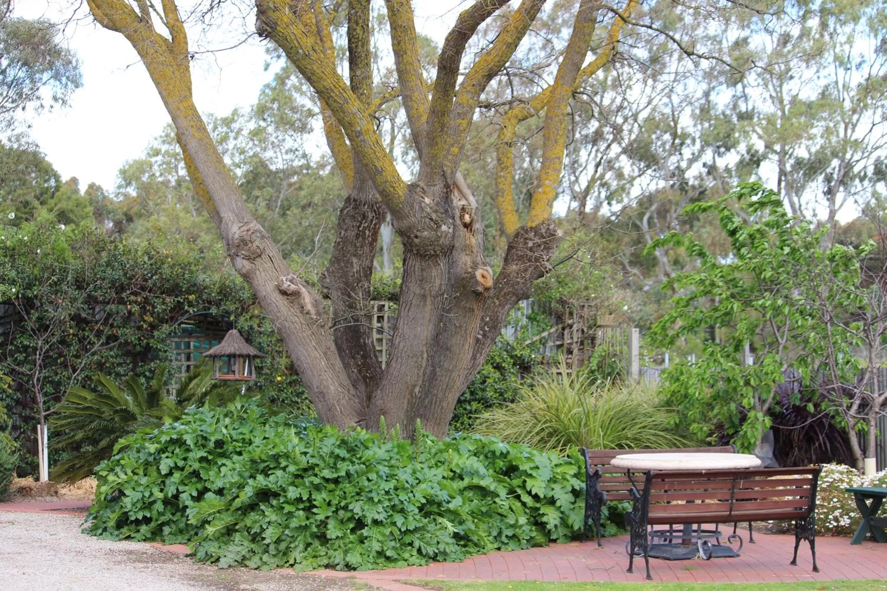 Garden in Barossa House