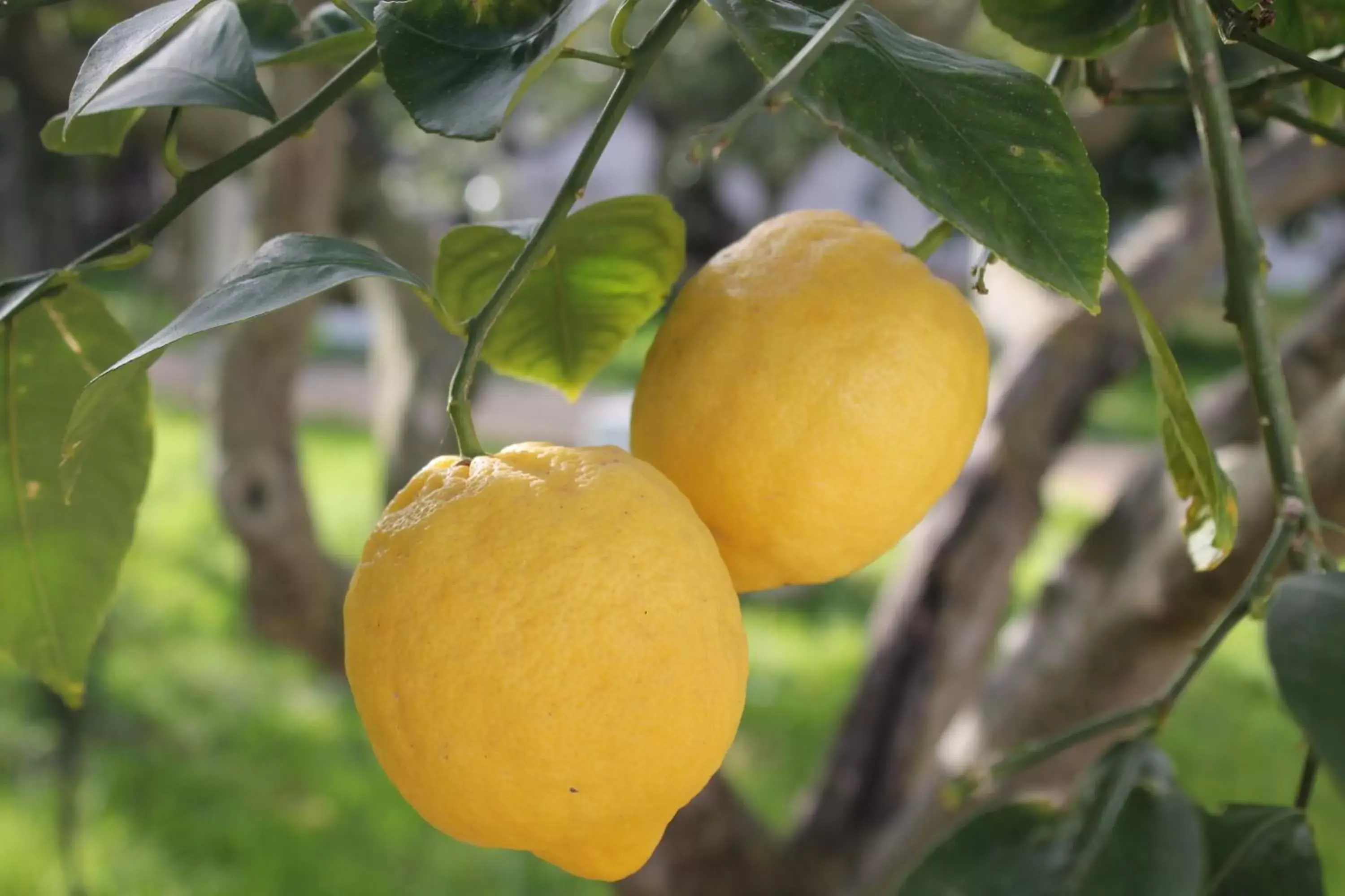 Garden, Food in Signorino Resort