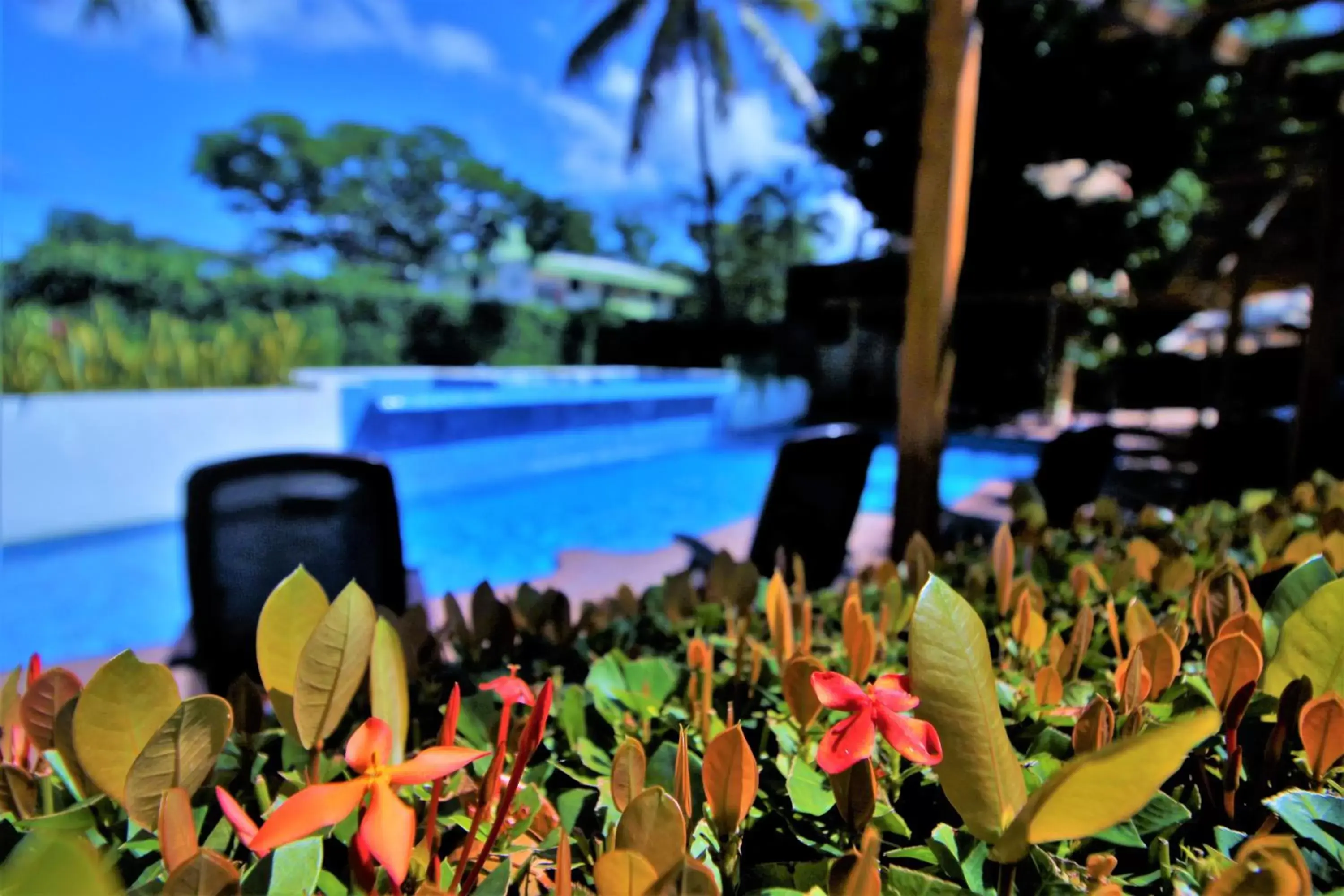 Swimming Pool in Hotel Maya Tulipanes Palenque