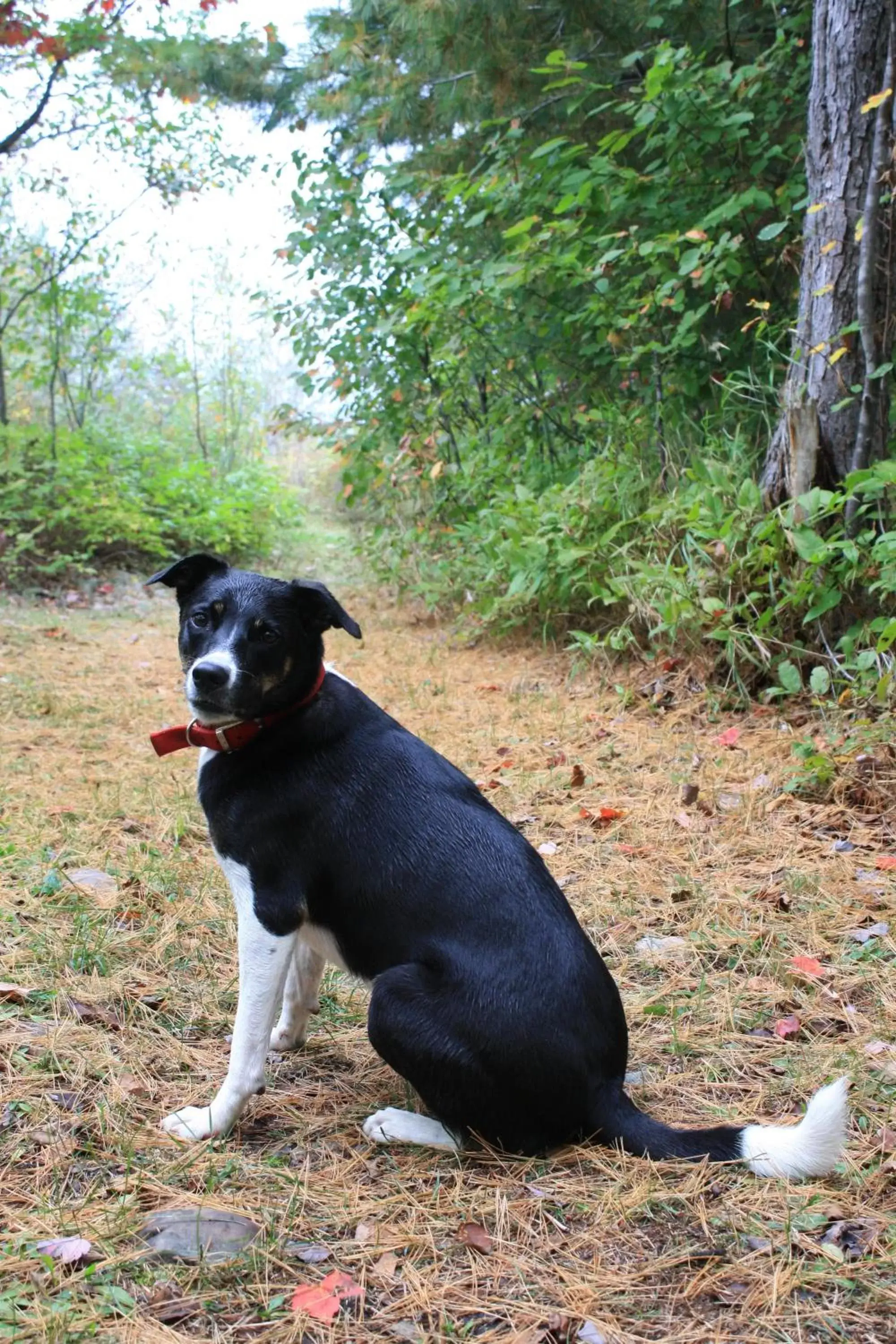 Pets in Carolyn Beach Inn