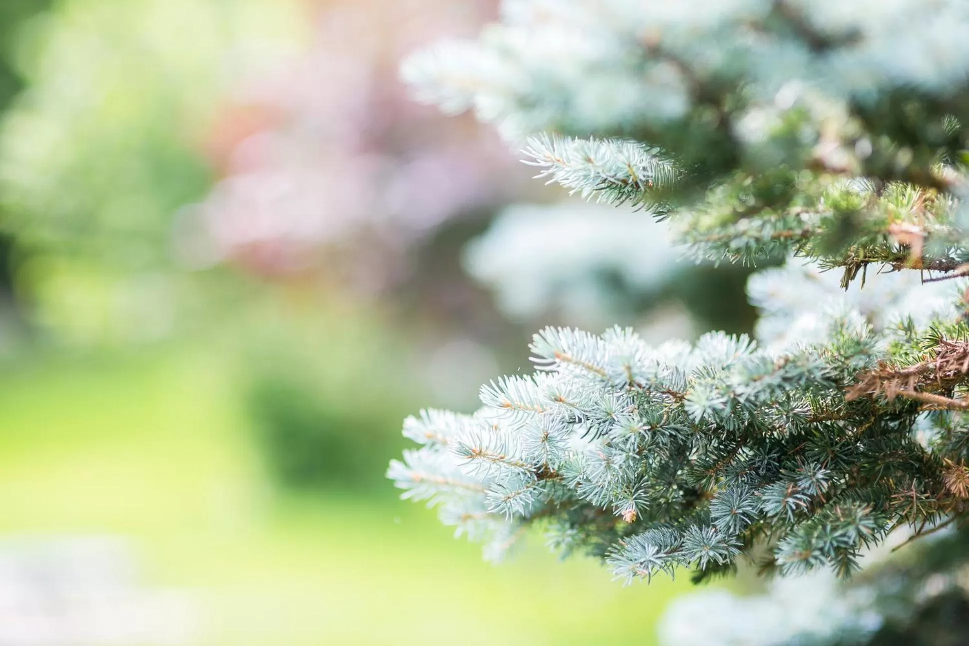 Garden in IMbery Hotel & Restaurant Hinterzarten