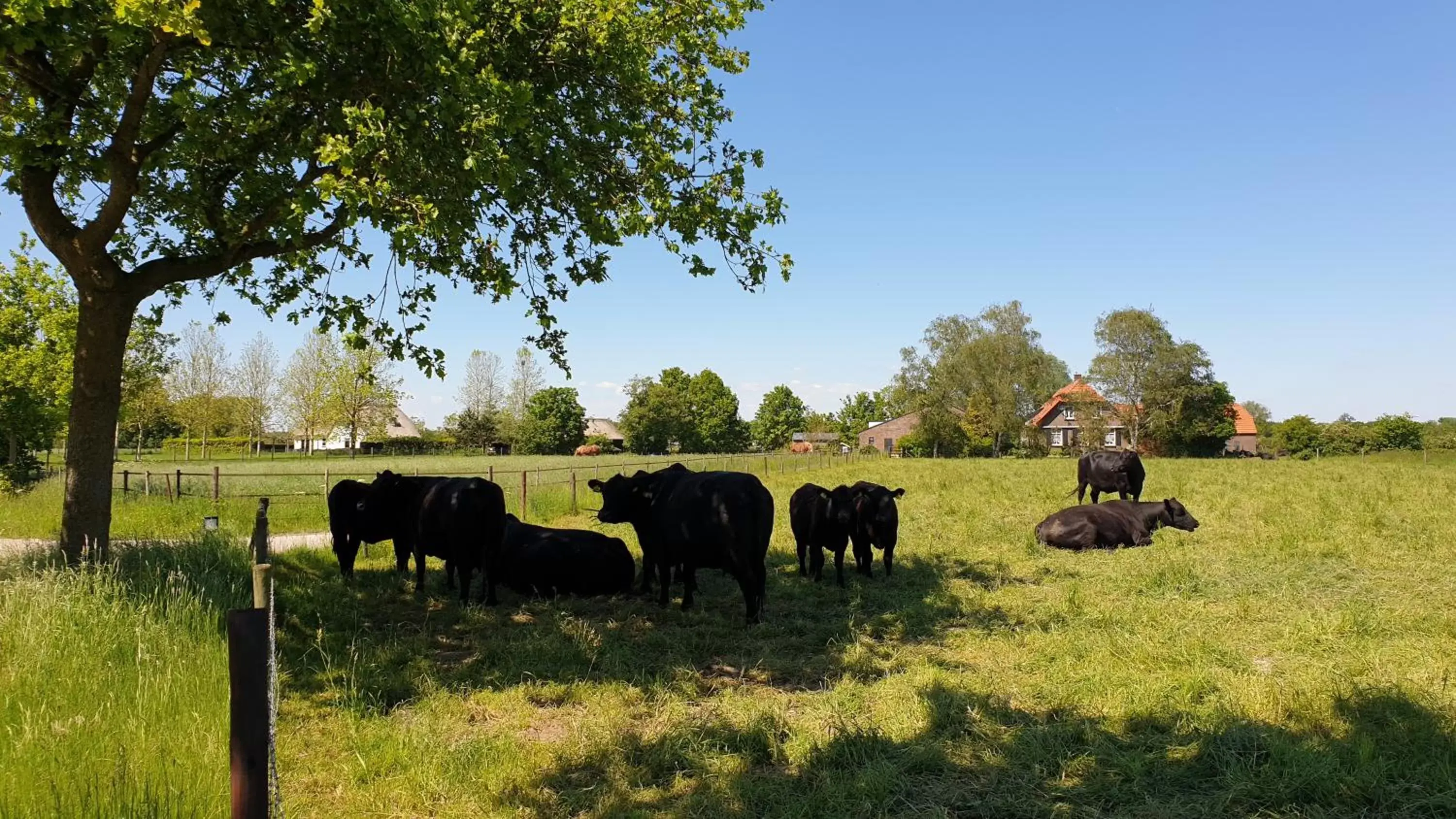 Other Animals in B&B de Scherpenhof