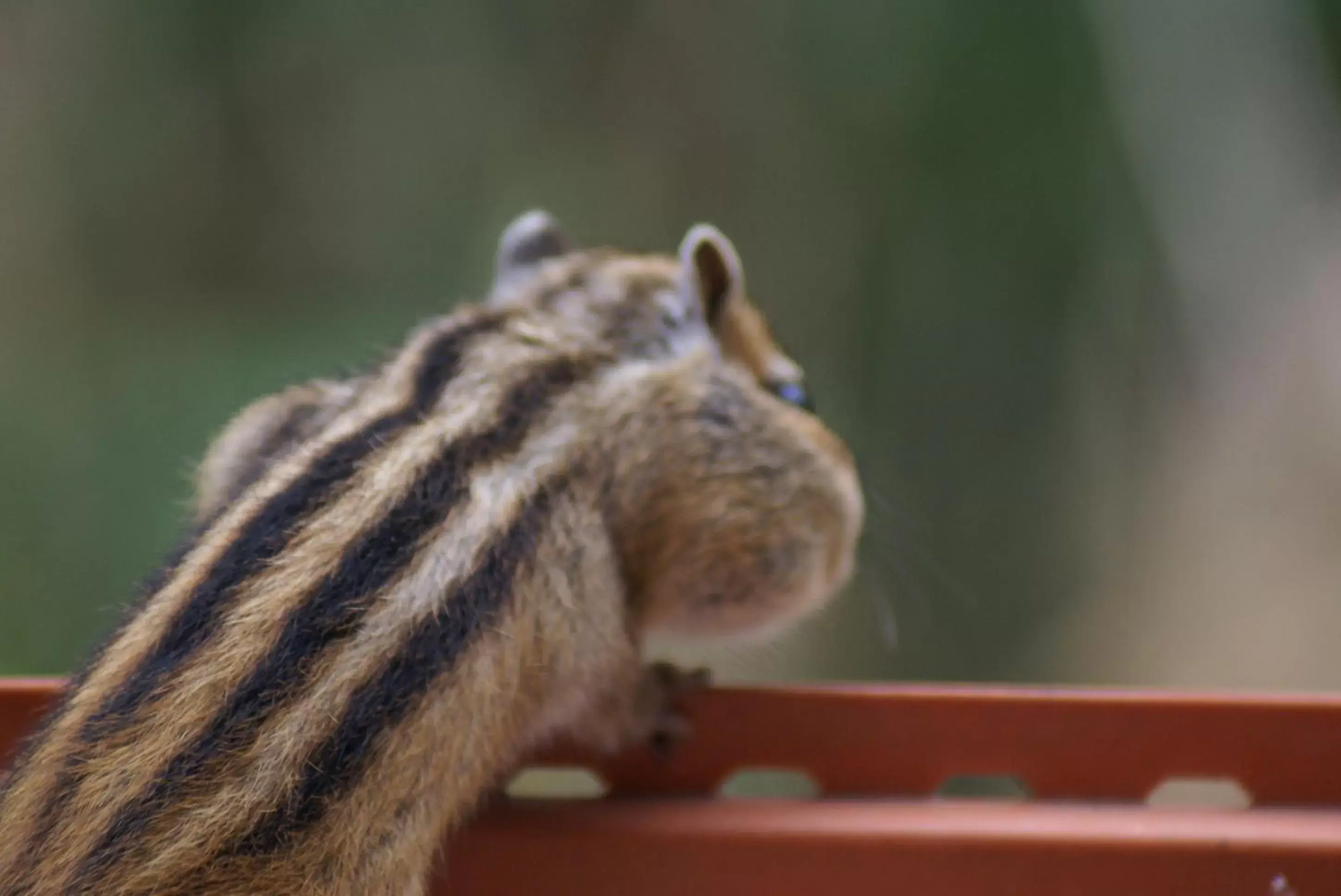 Animals, Other Animals in Hotel Nikko Northland Obihiro