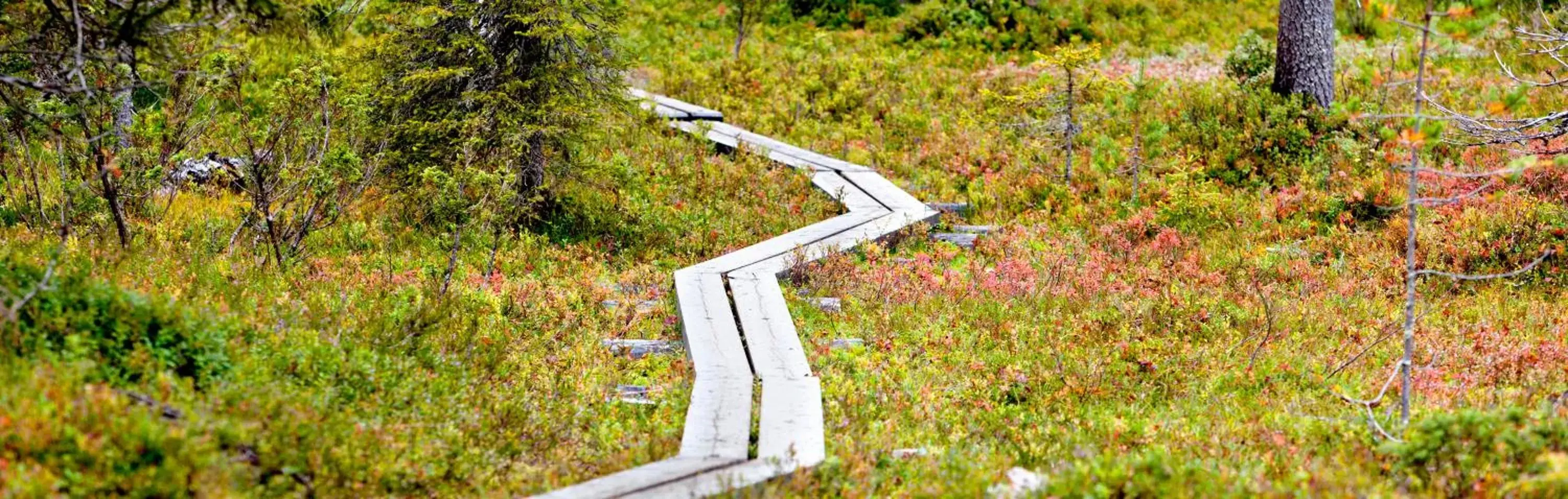 Natural landscape in Holiday Club Kuusamon Tropiikki