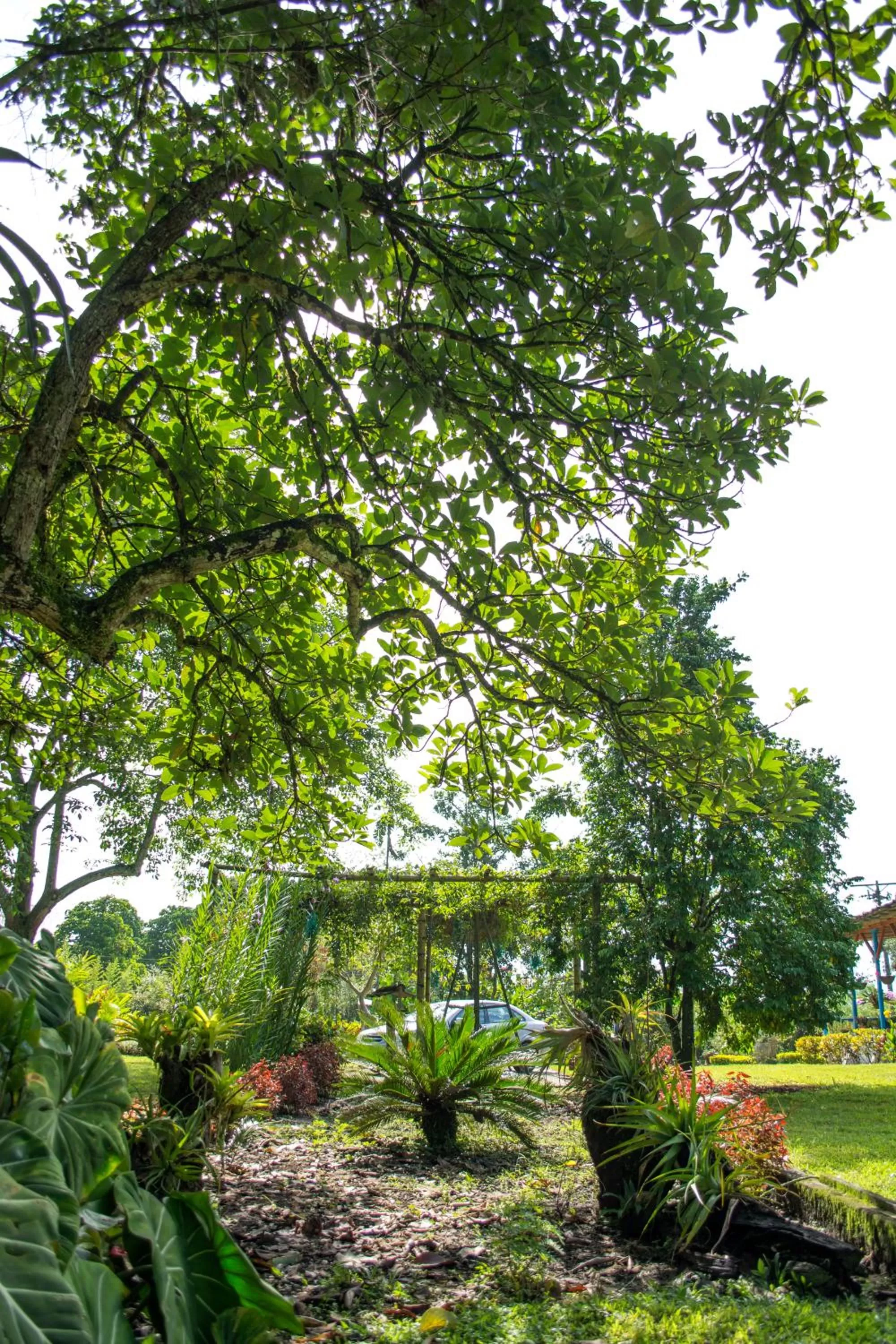 Garden in Balsora Hotel Boutique