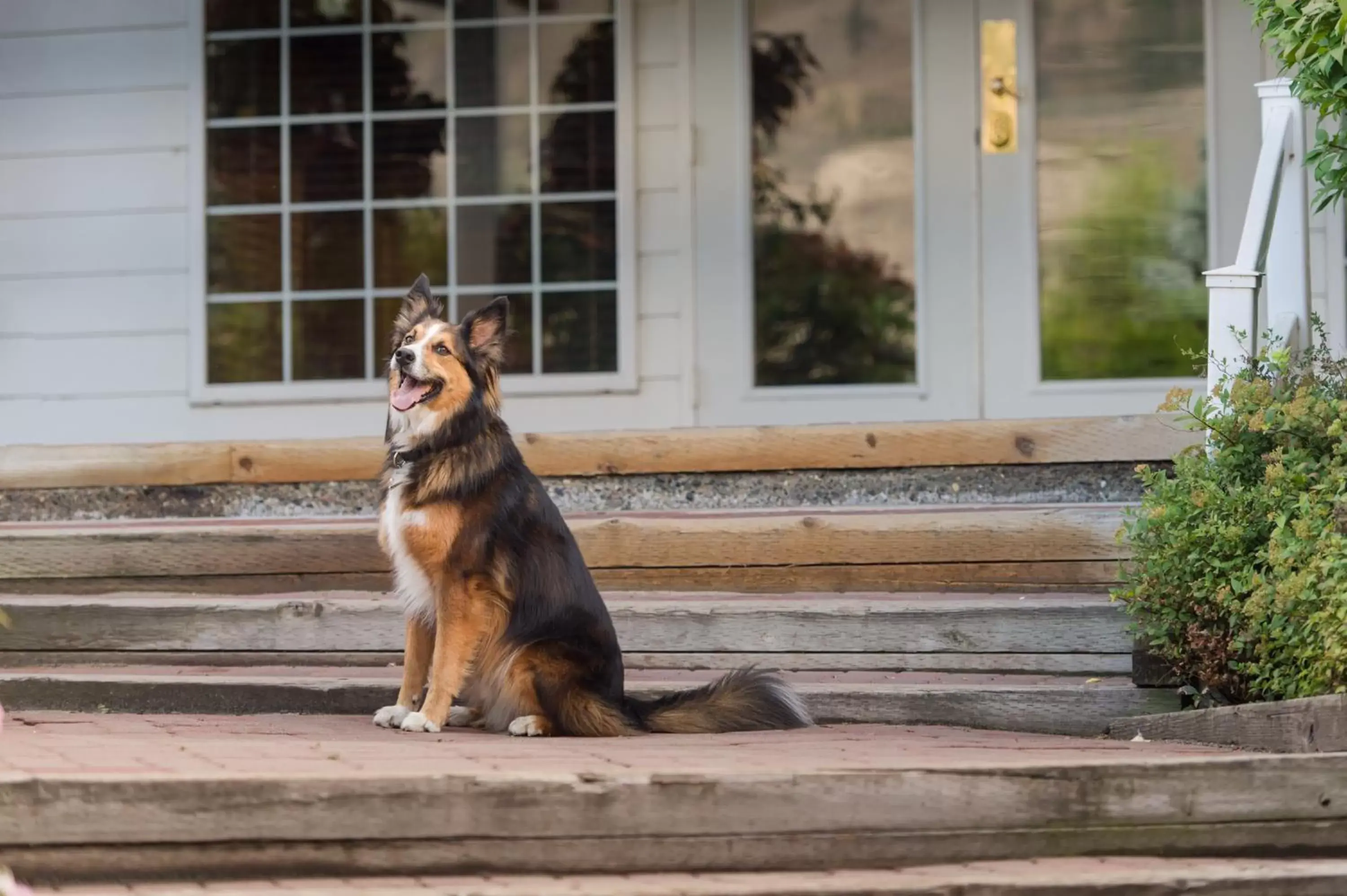 Pets in South Thompson Inn & Conference Centre