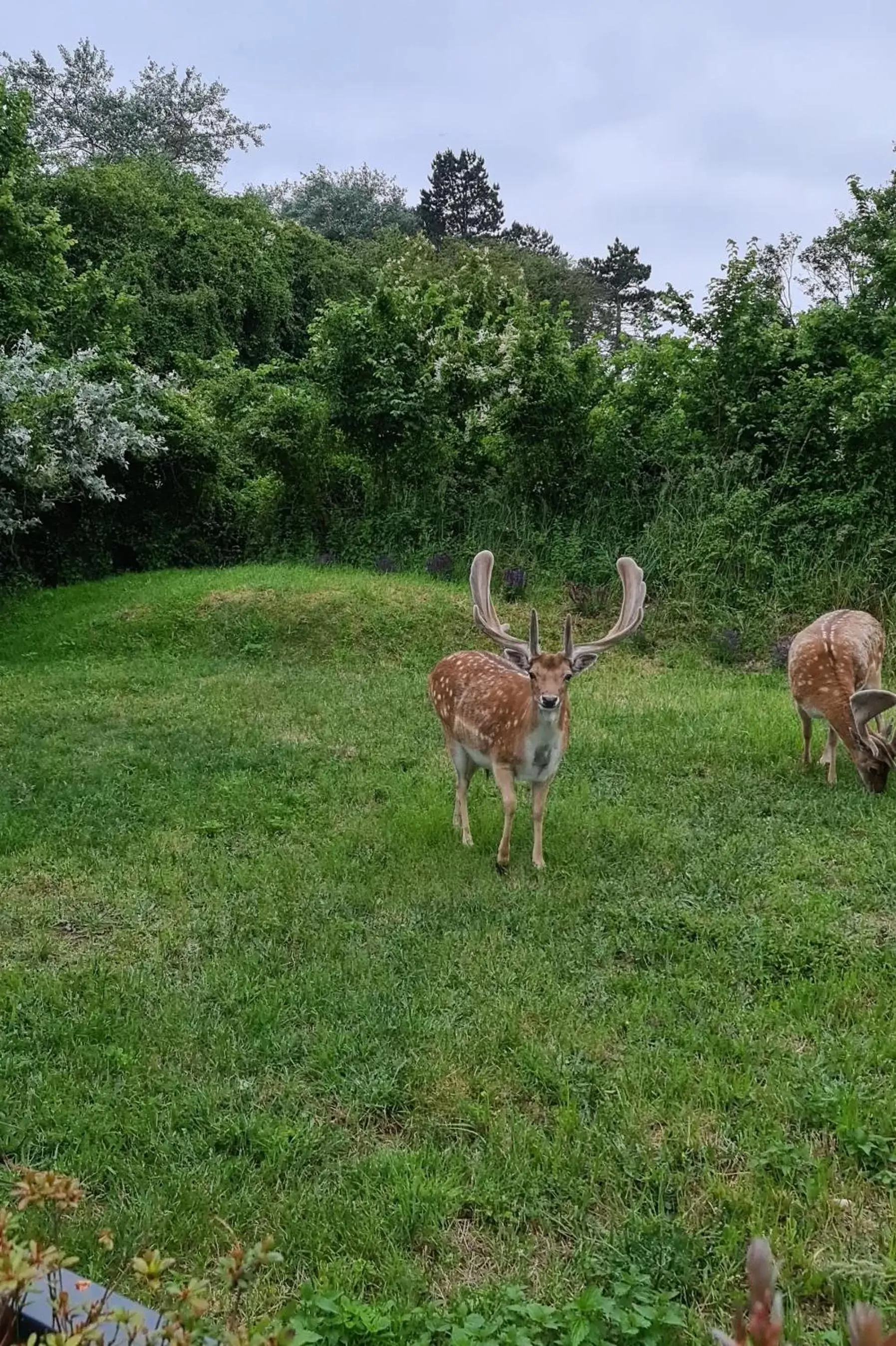 Garden, Other Animals in B&B het duinhuisje met jacuzzi