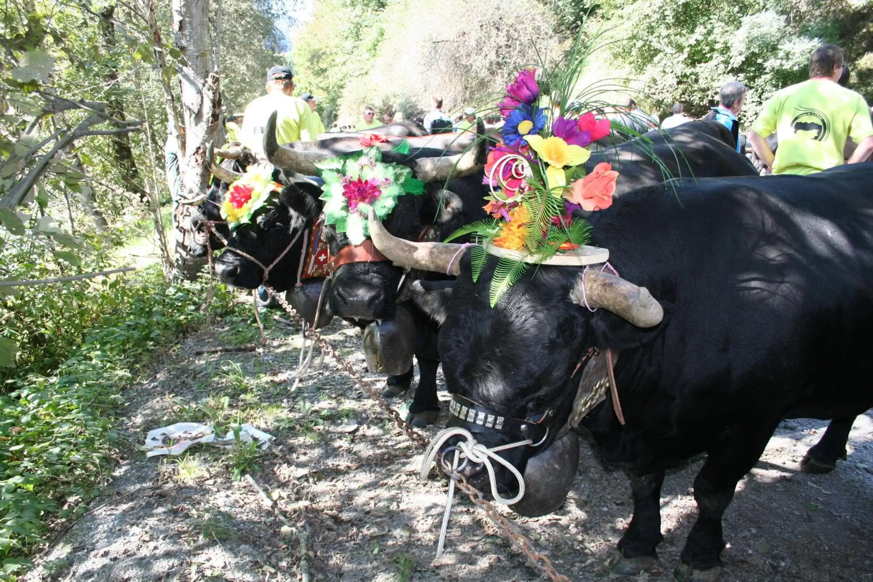 Animals, Other Animals in BnB Claudy et Elizabeth Michellod-Dutheil