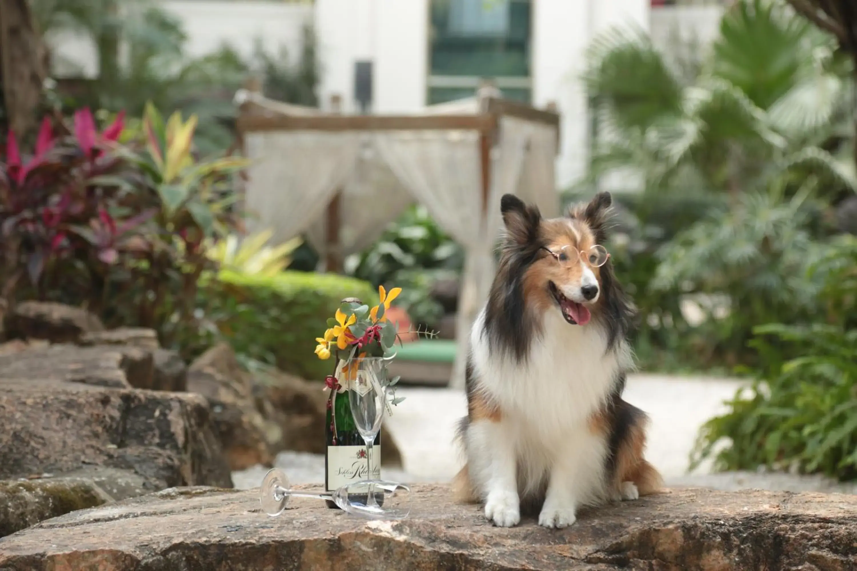 Garden, Pets in Mission Hills Hotel Resorts Shenzhen