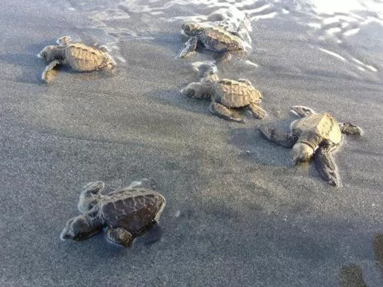Hiking in Hotel Beachfront Vista Hermosa