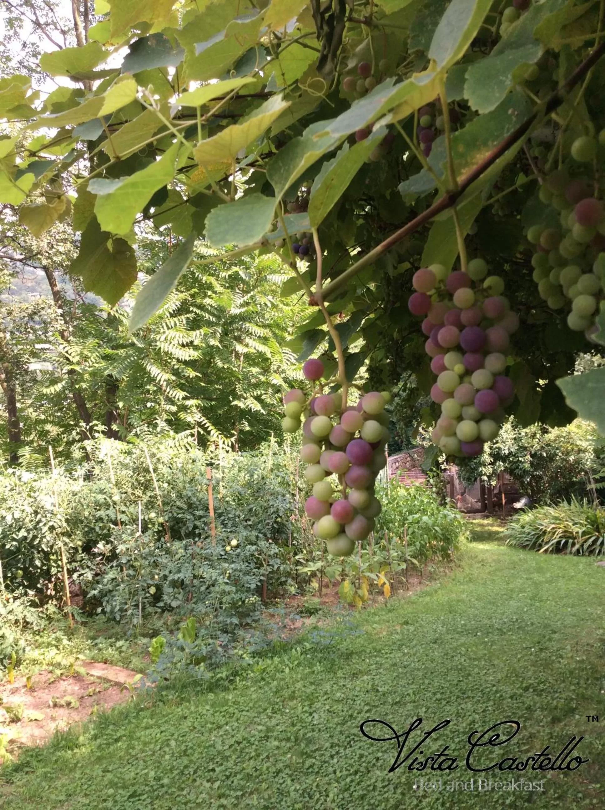 Summer in Vista Castello