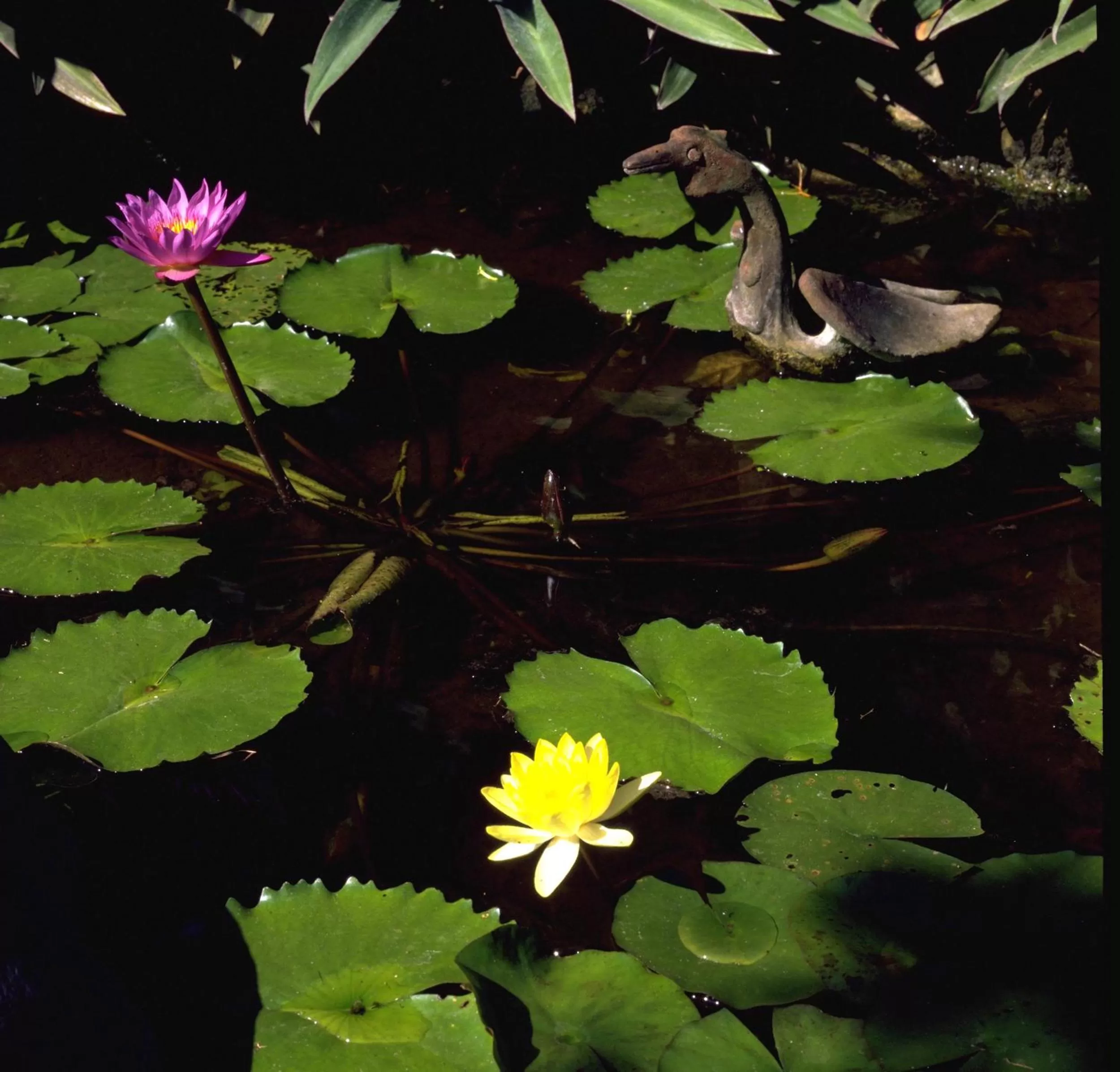 Garden in Poppies Bali