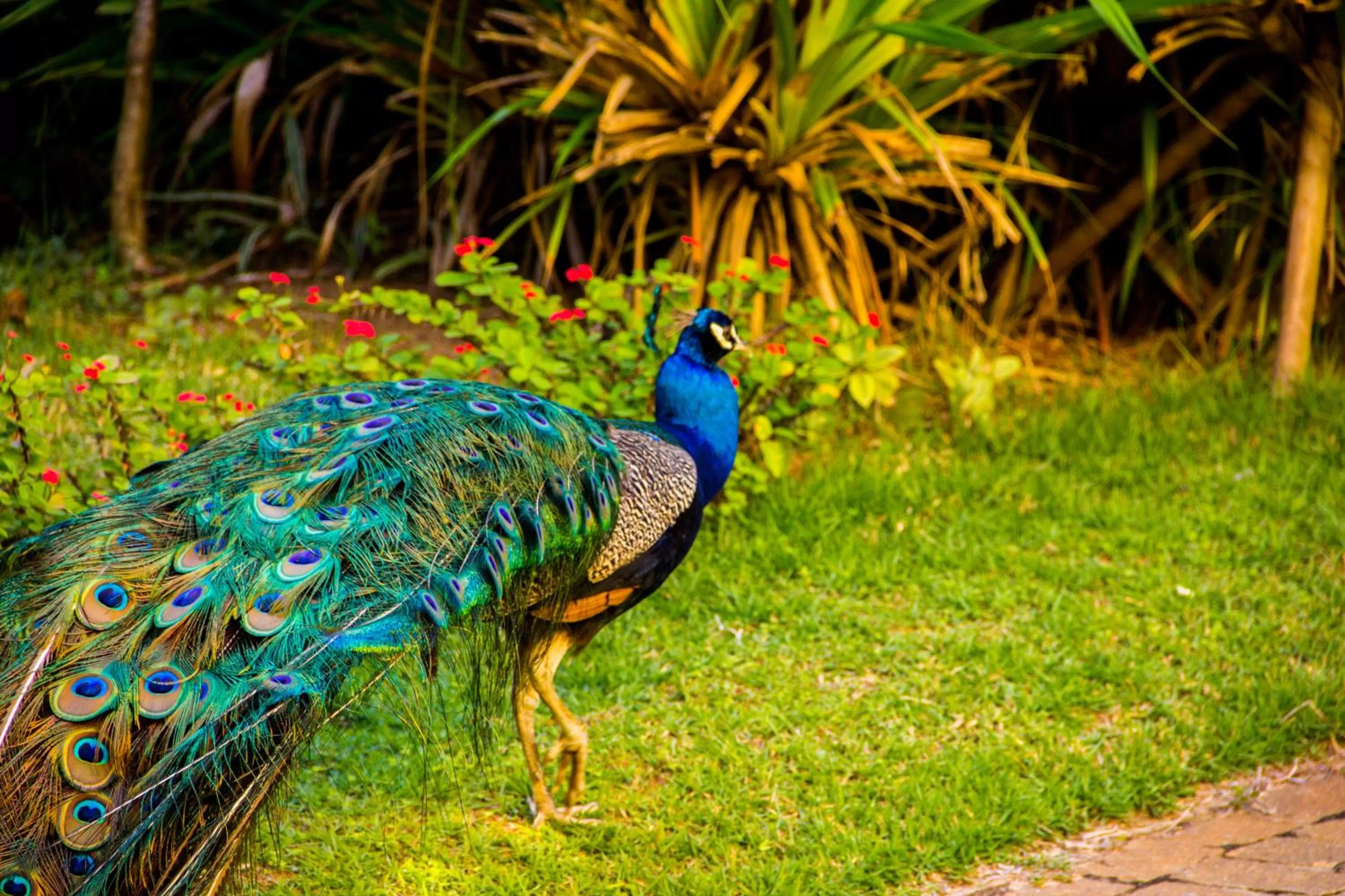 Garden in Catussaba Resort Hotel