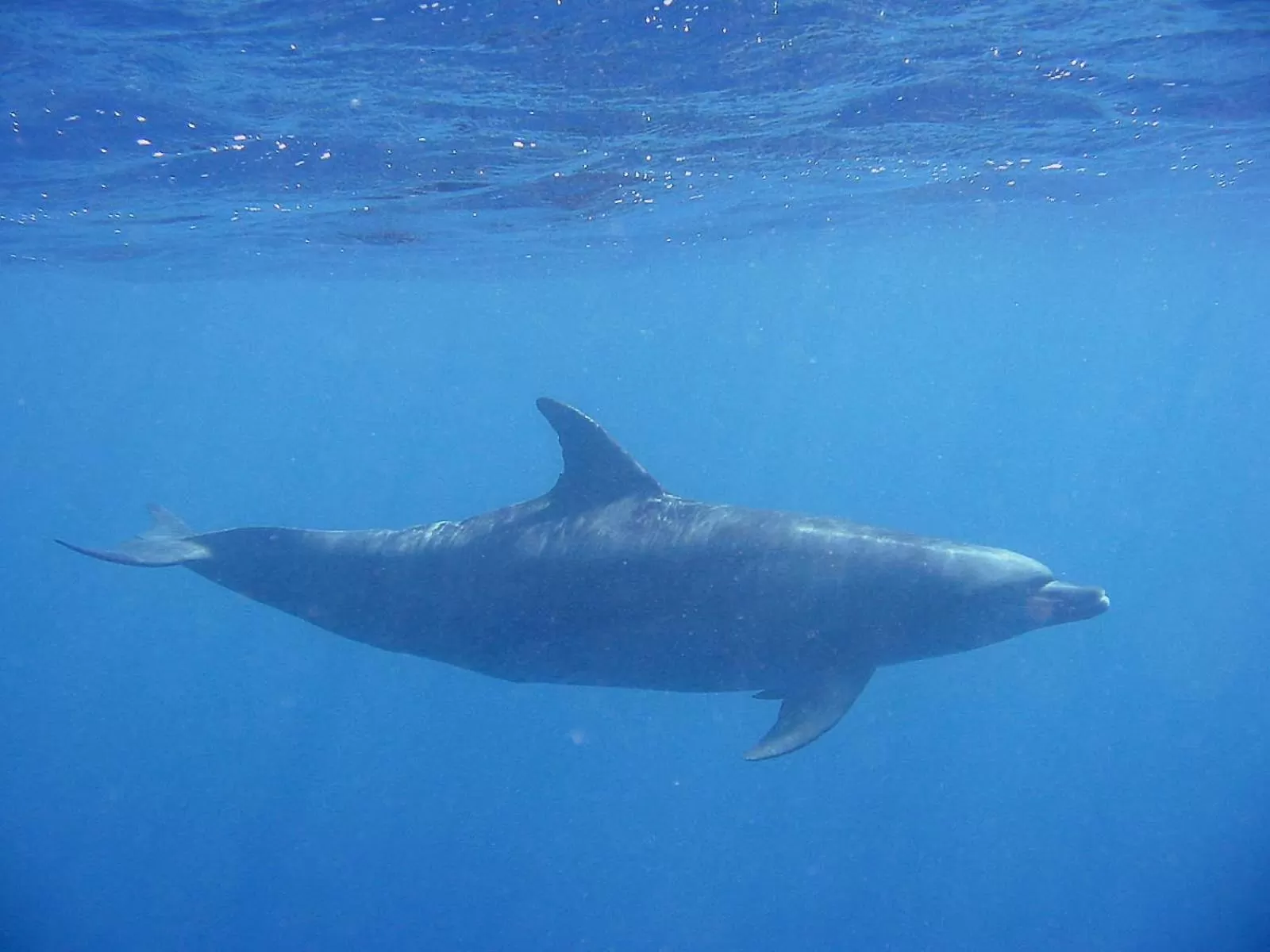 Snorkeling in Coral Sun Beach