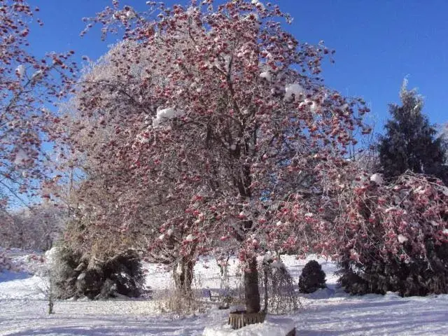 Other, Winter in Northside School Bed & Breakfast