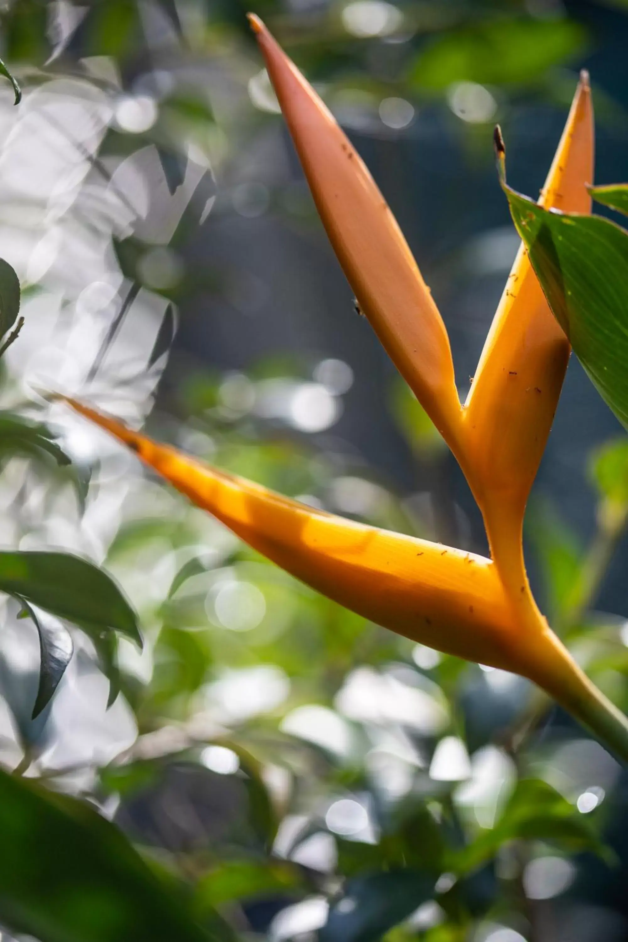 Garden in Pumilio Mountain & Ocean Hotel