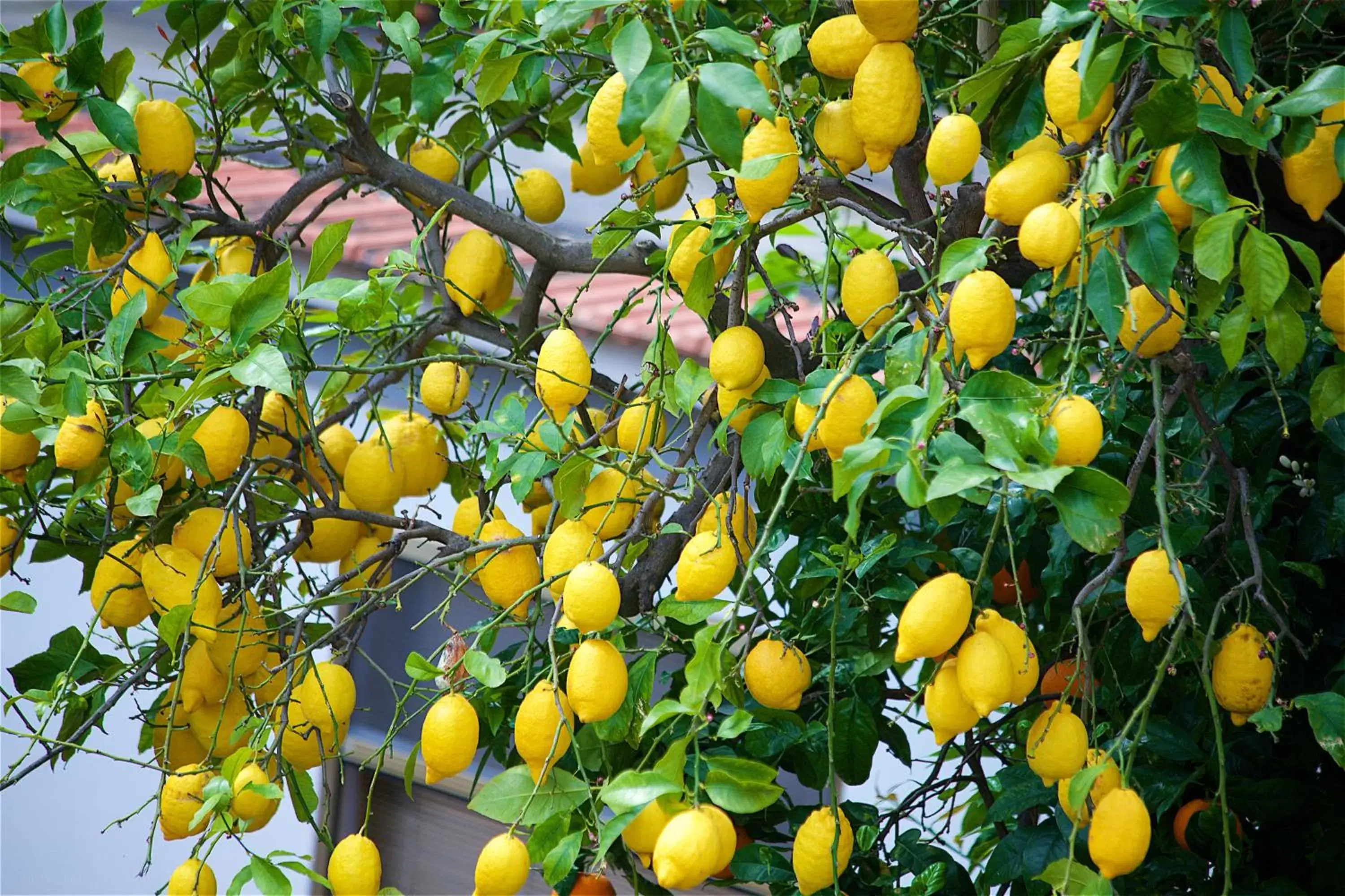 Garden in Il Giardino Segreto