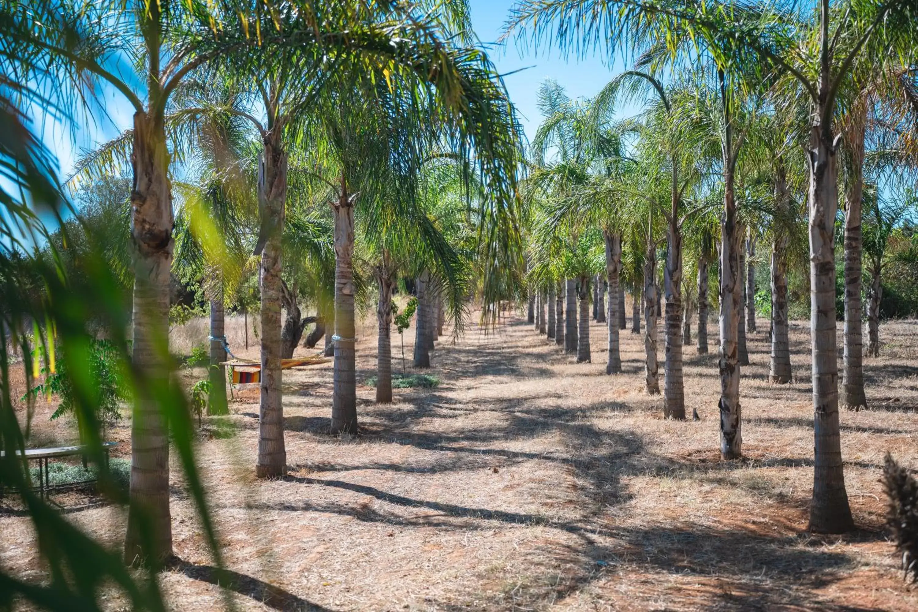 Garden in Palm View Guesthouse, adults only