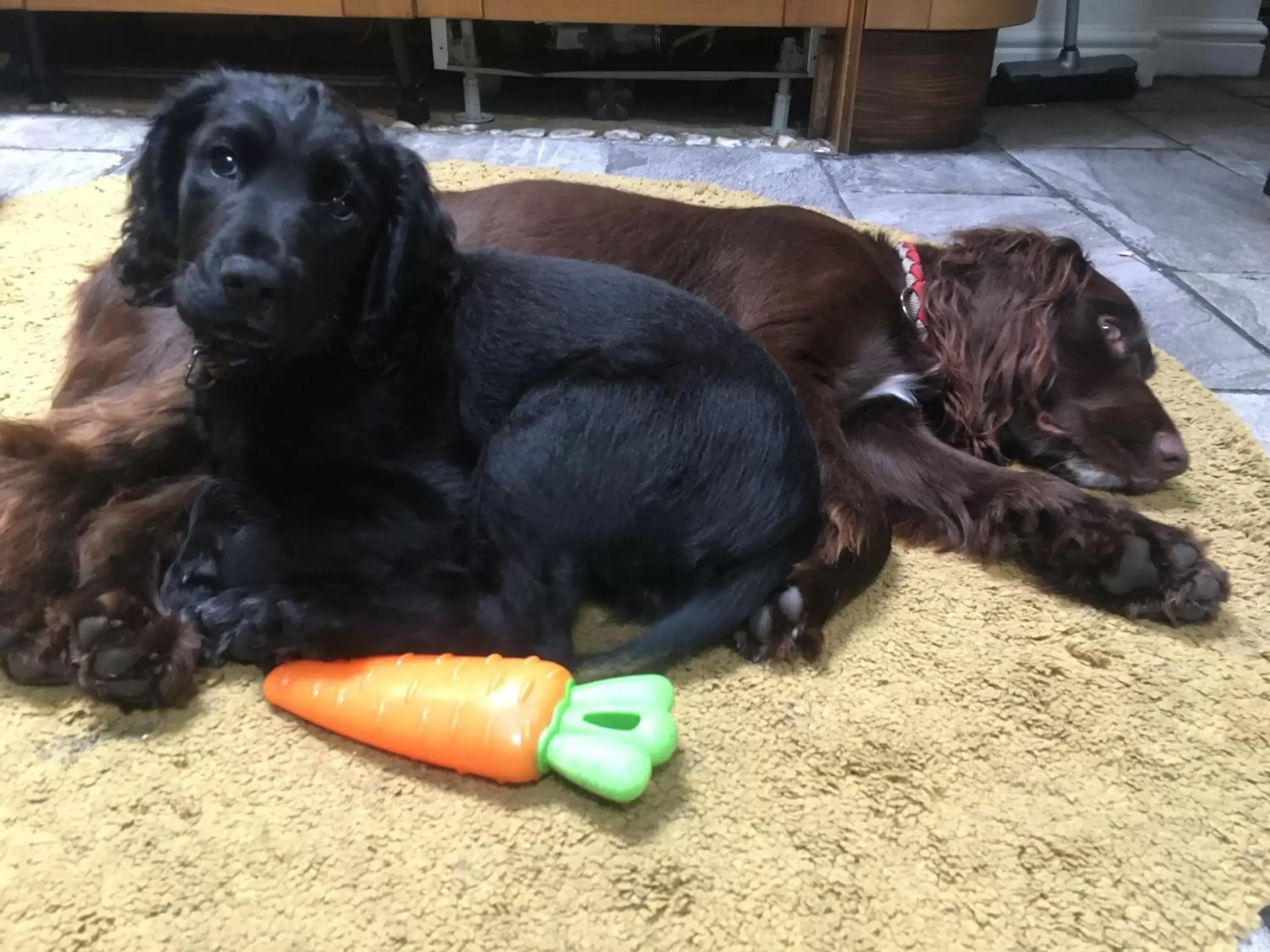 Pets in Newberry Beach lodge