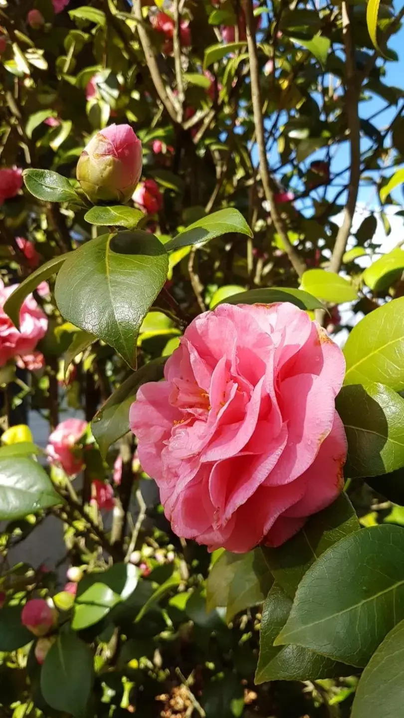 Spring in Le Clos des Écureuils