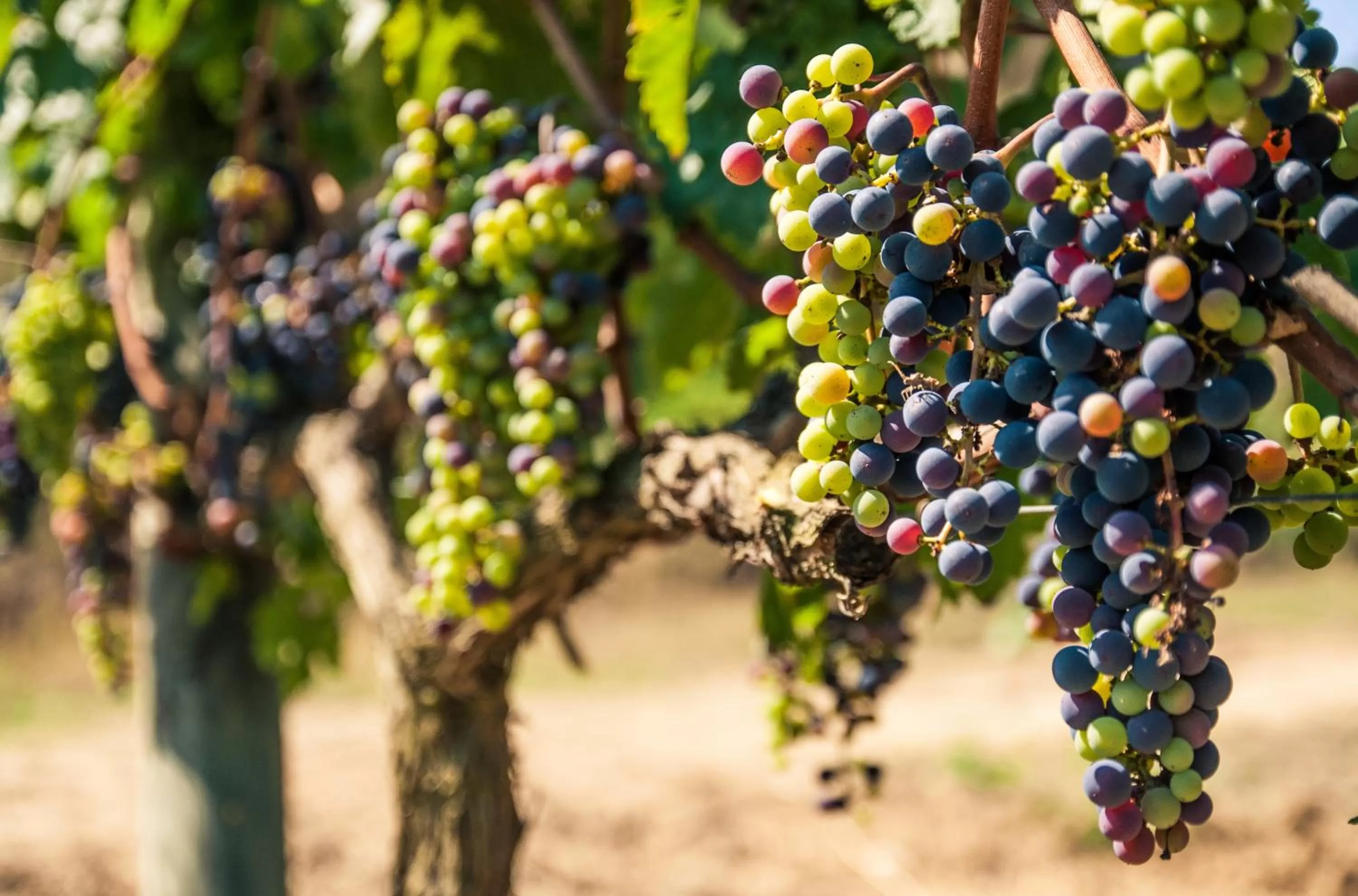 Other in Praktik Vinoteca