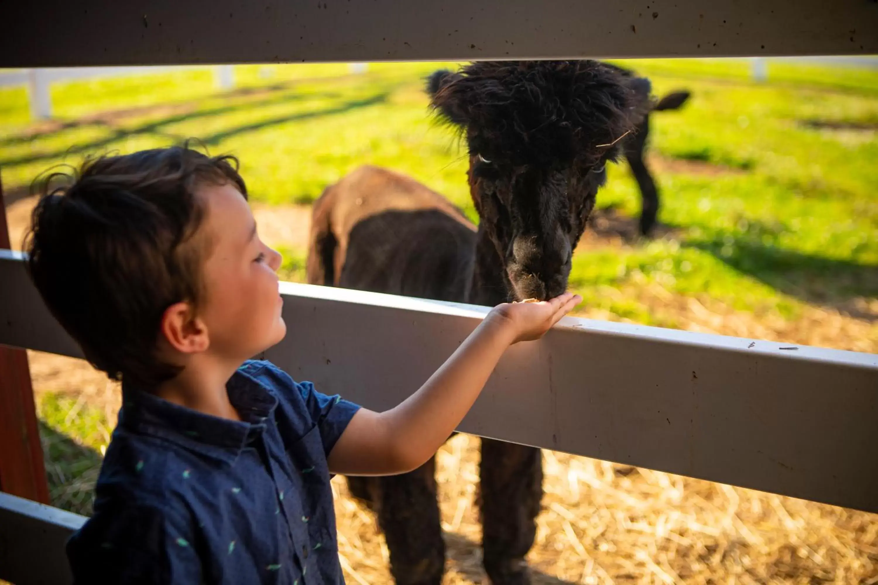 Animals in The Inn at Hershey Farm